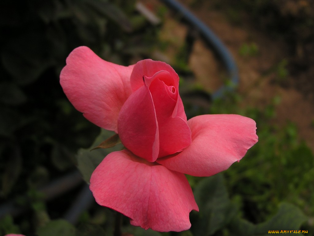 цветы, розы