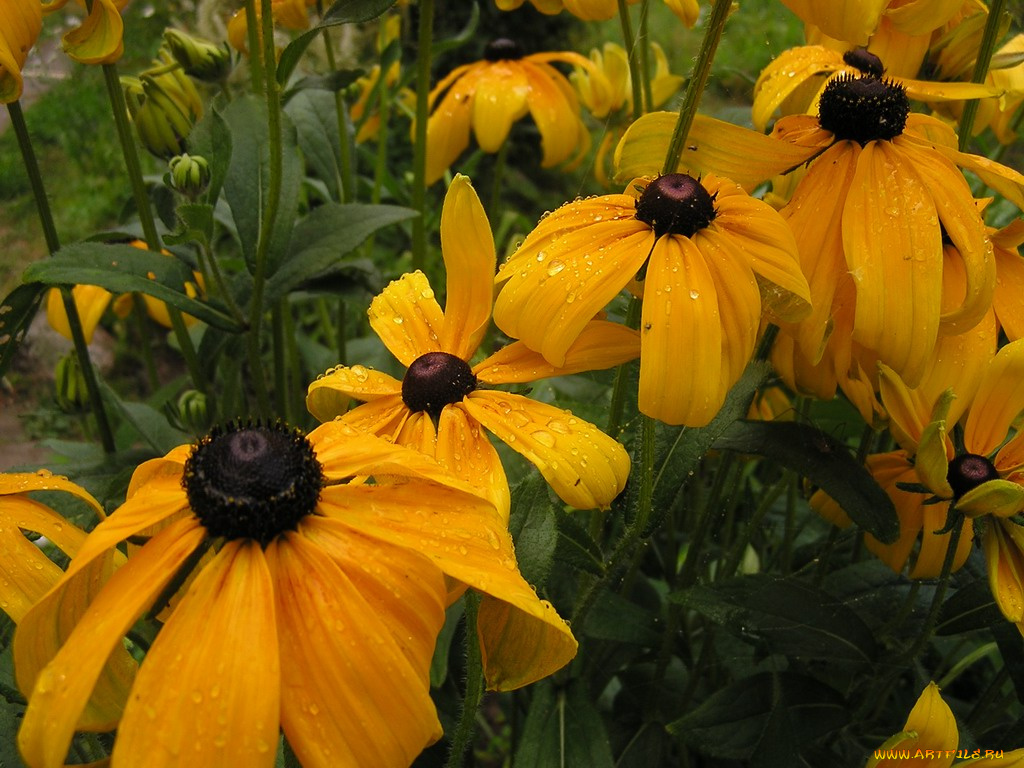цветы, рудбекия