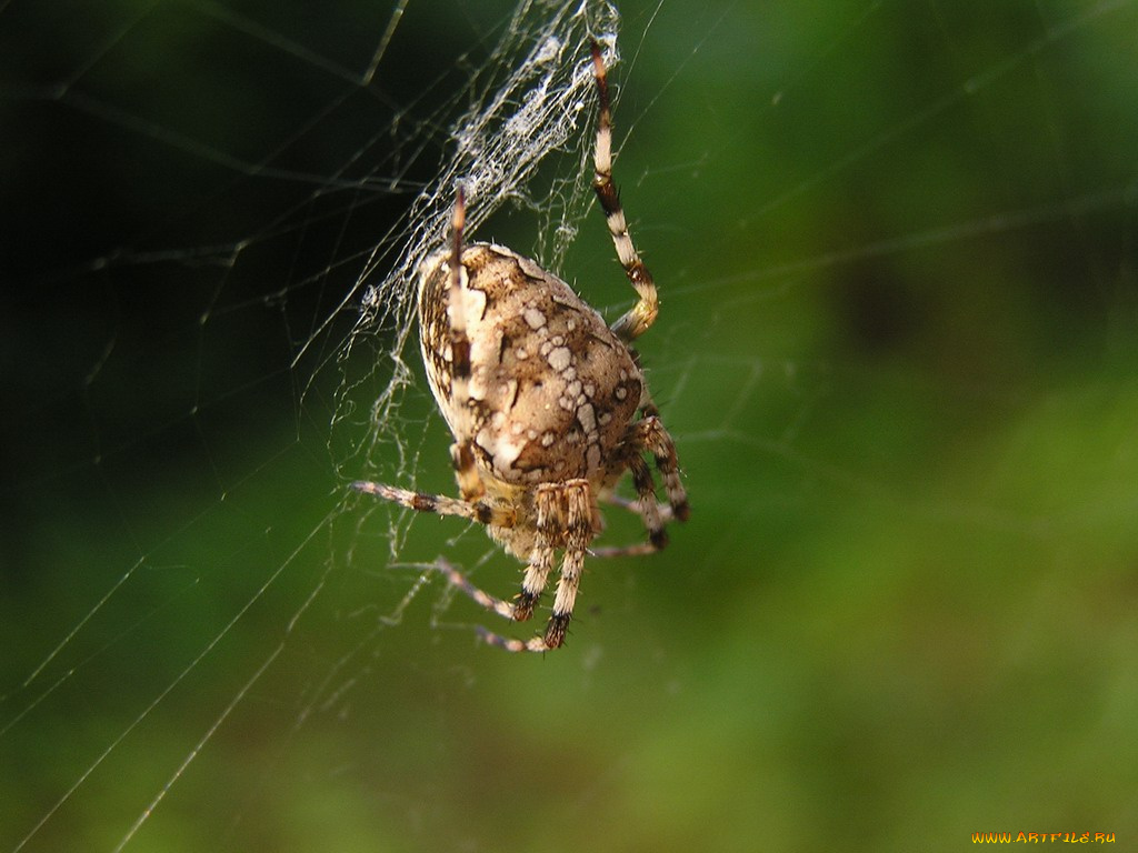 животные, пауки