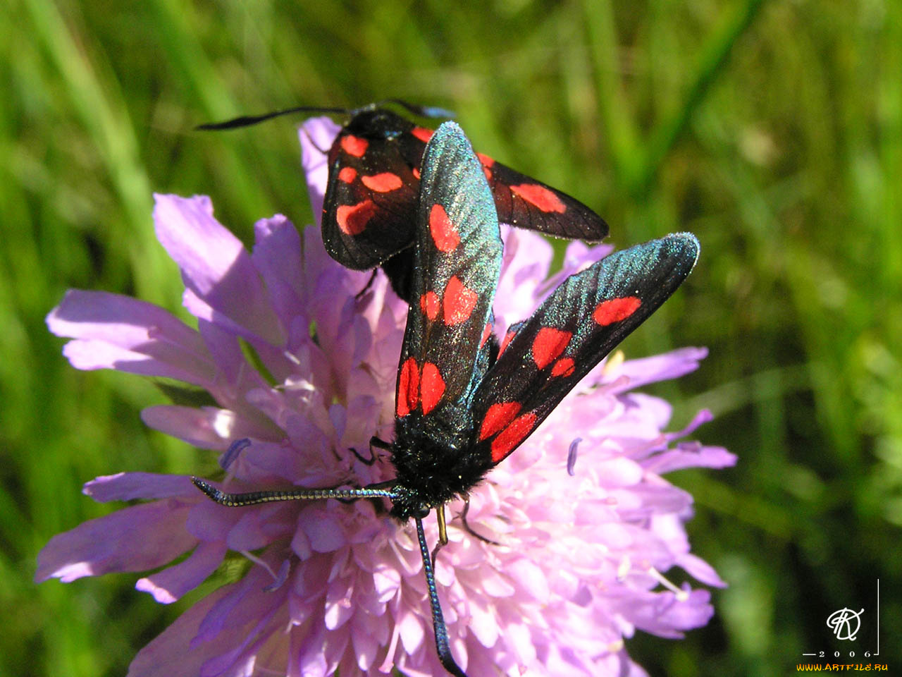 животные, бабочки