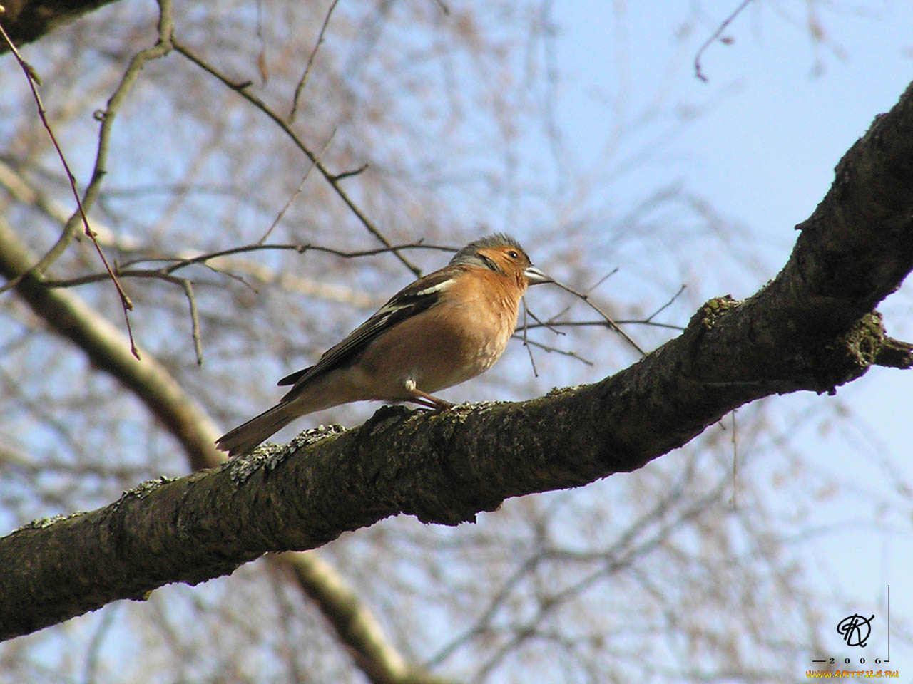 животные, птицы