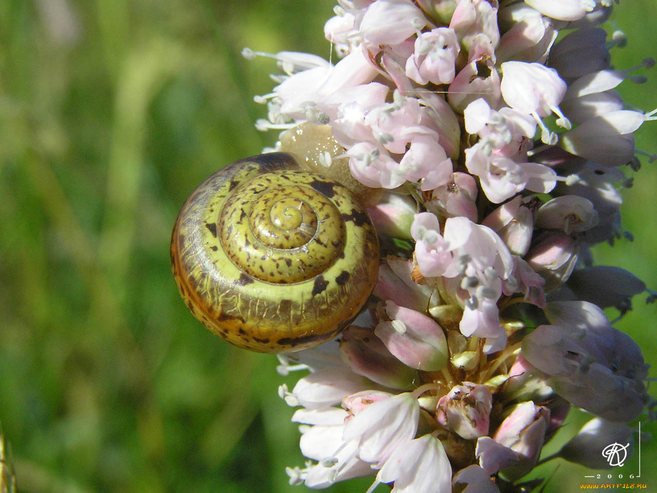 животные, улитки