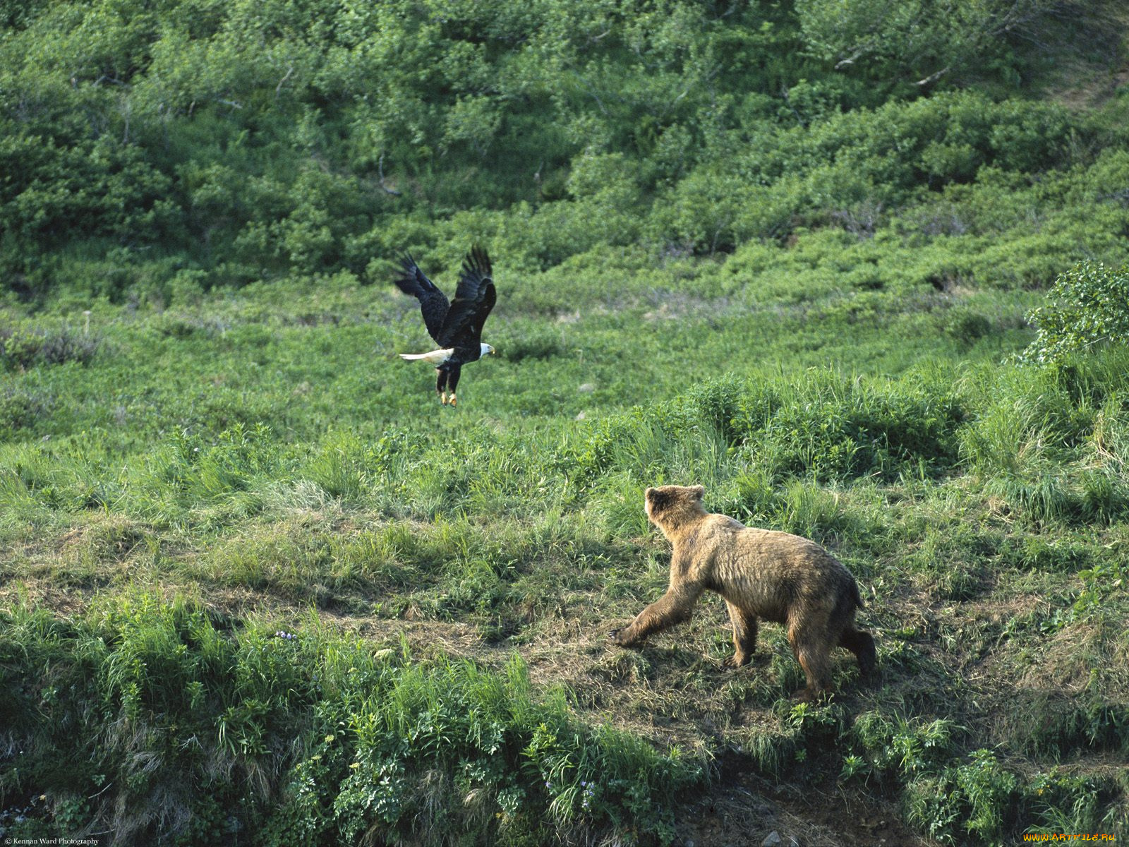 brown, bear, and, bald, eagle, alaska, животные, разные, вместе