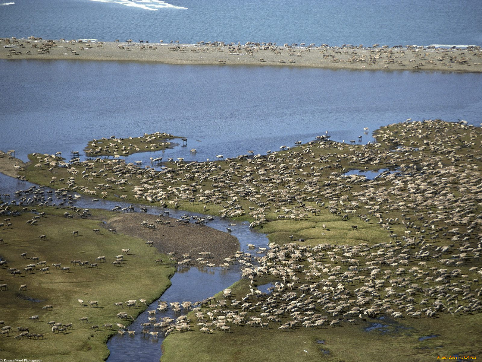 caribou, herd, arctic, national, wildlife, refuge, alaska, животные, олени