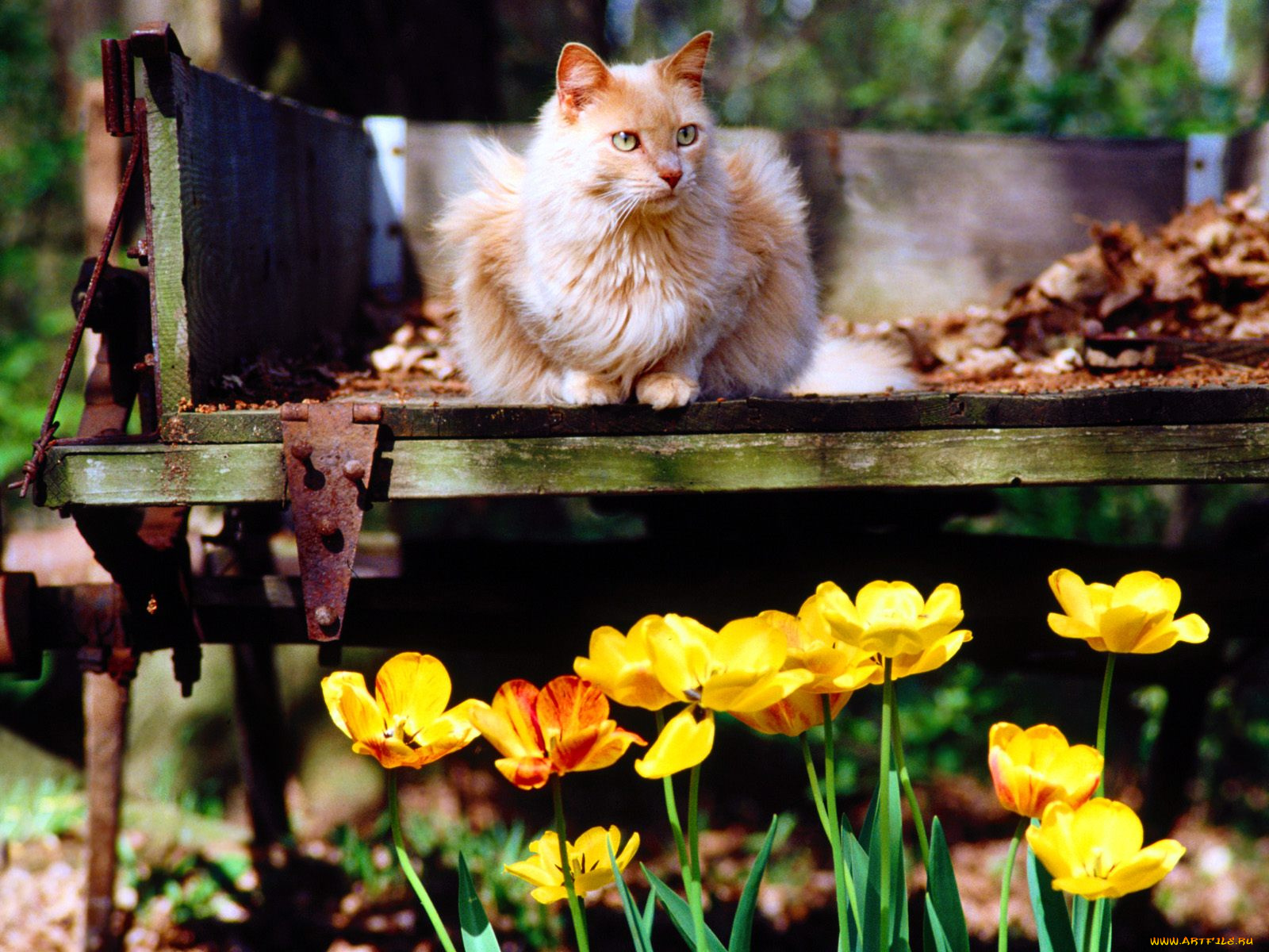 tailgater, животные, коты