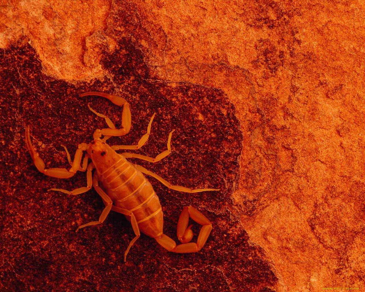 животные, скорпионы
