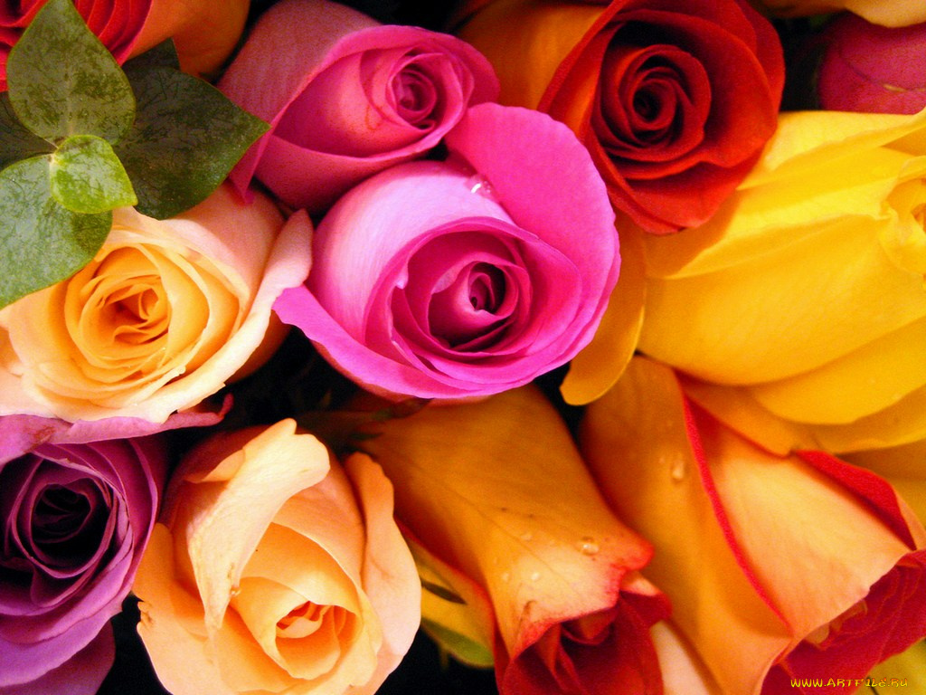 цветы, розы