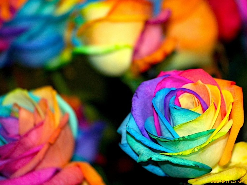 цветы, розы