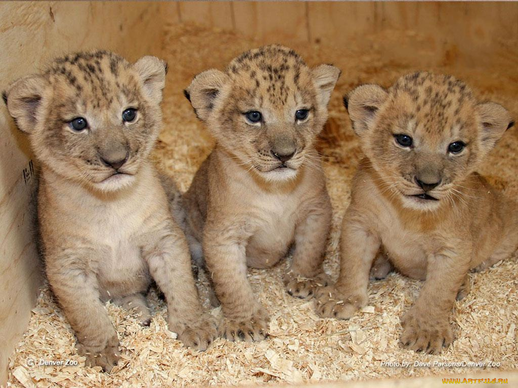 животные, львы