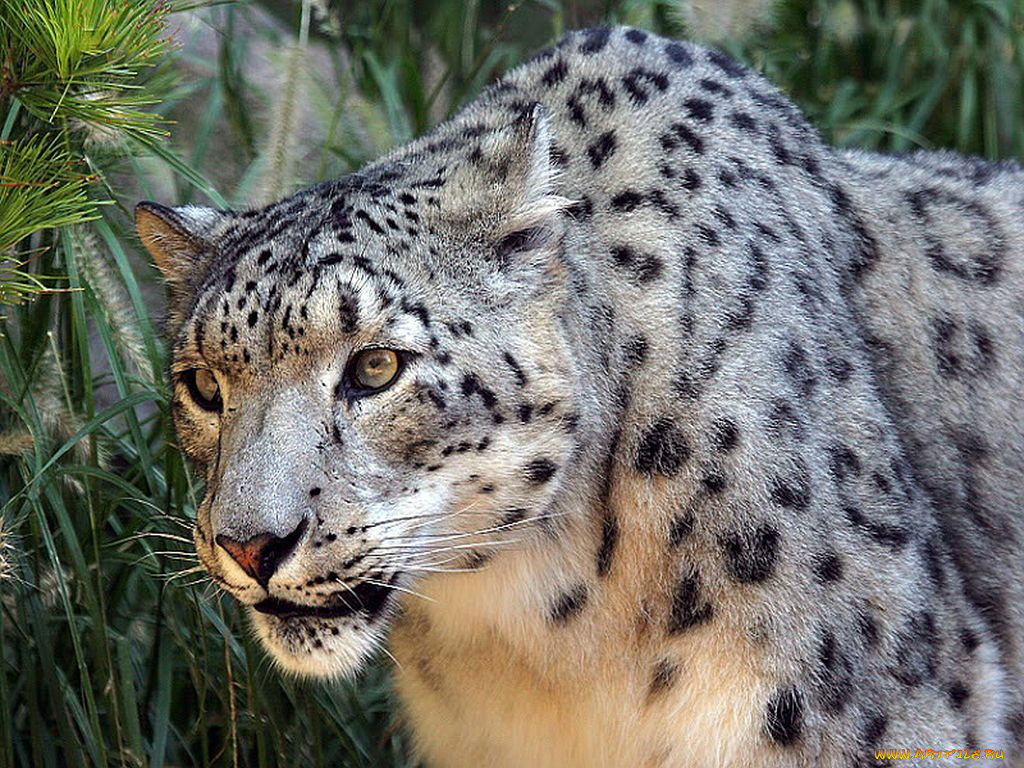 животные, снежный, барс, ирбис