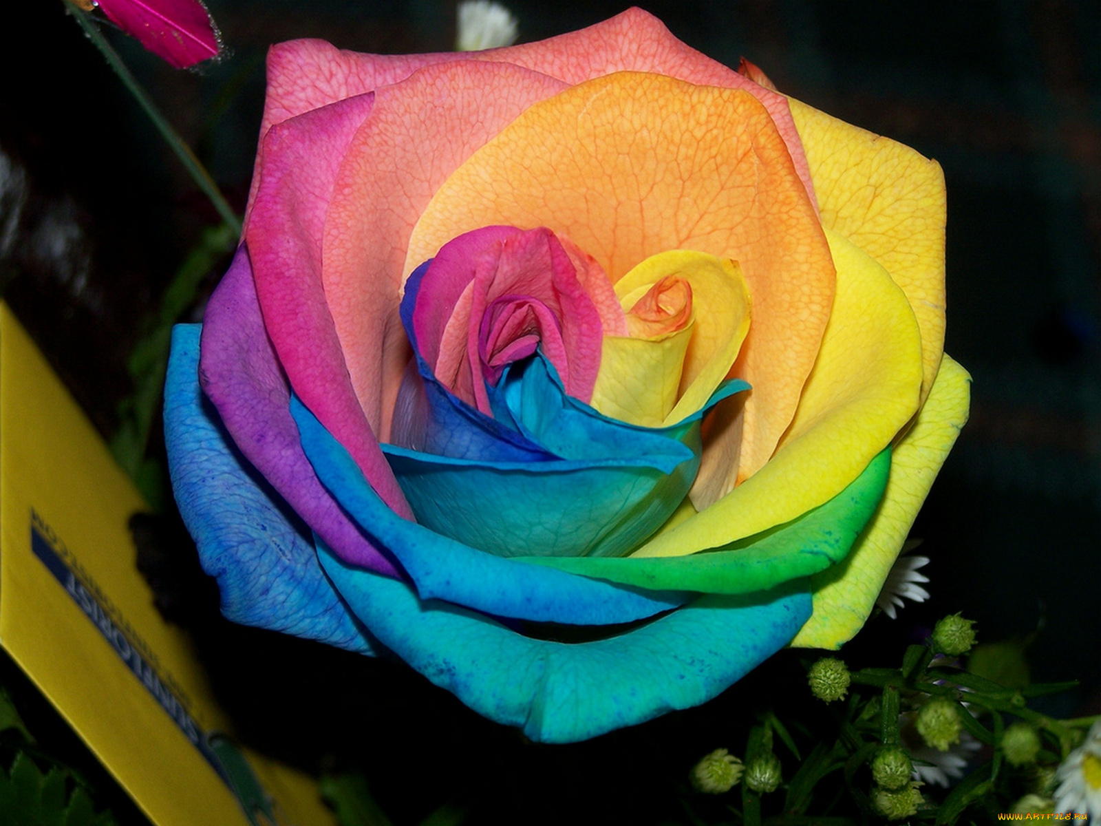 цветы, розы