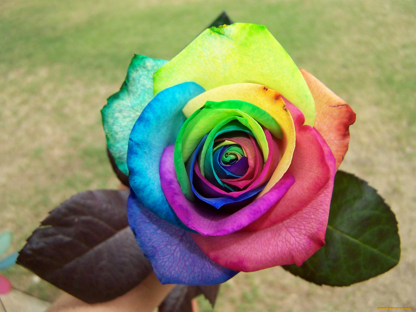 цветы, розы