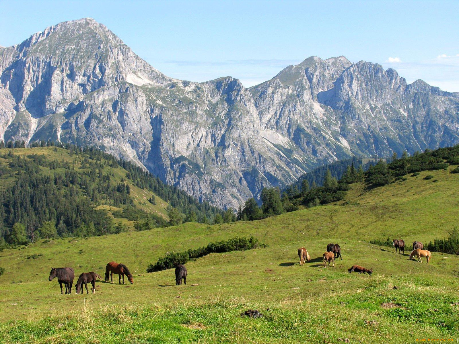 животные, лошади