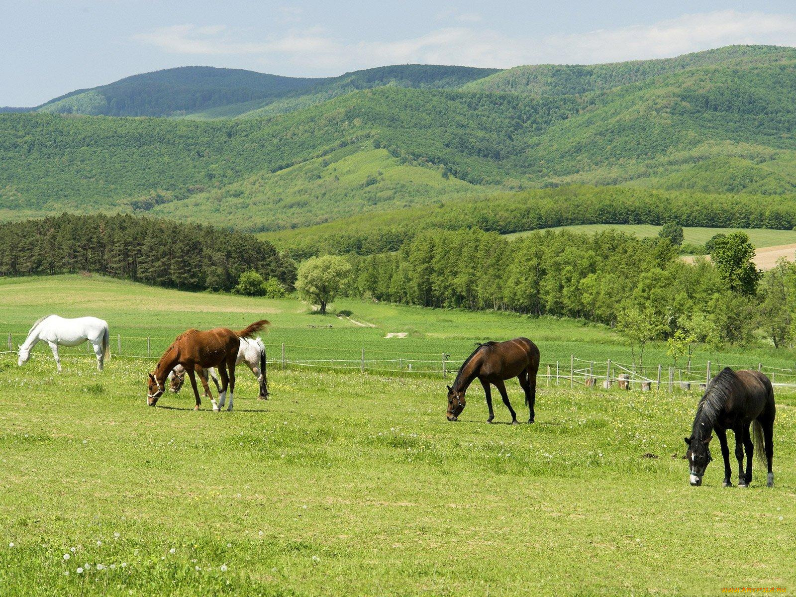 животные, лошади