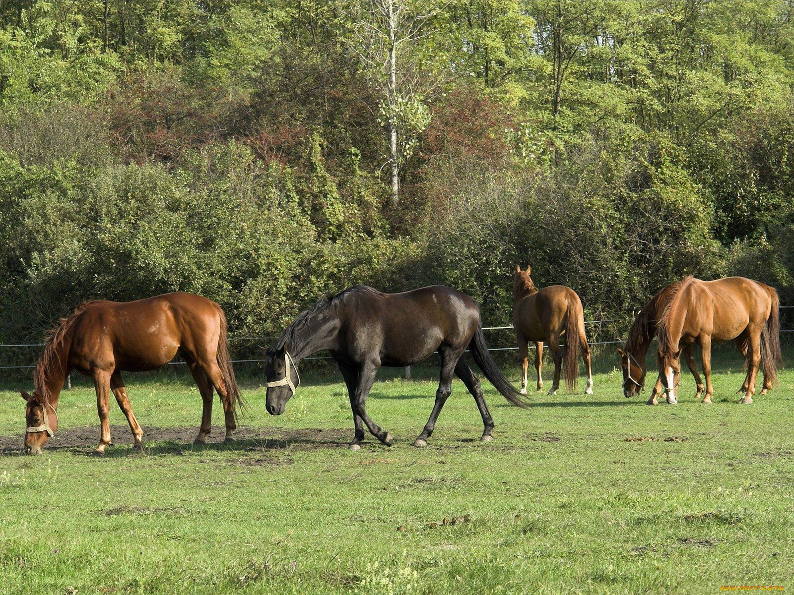 животные, лошади