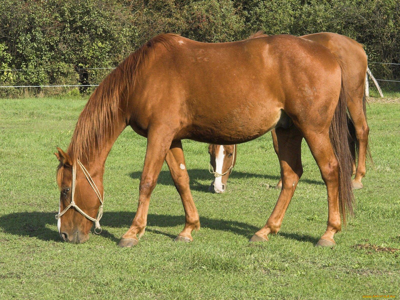 животные, лошади