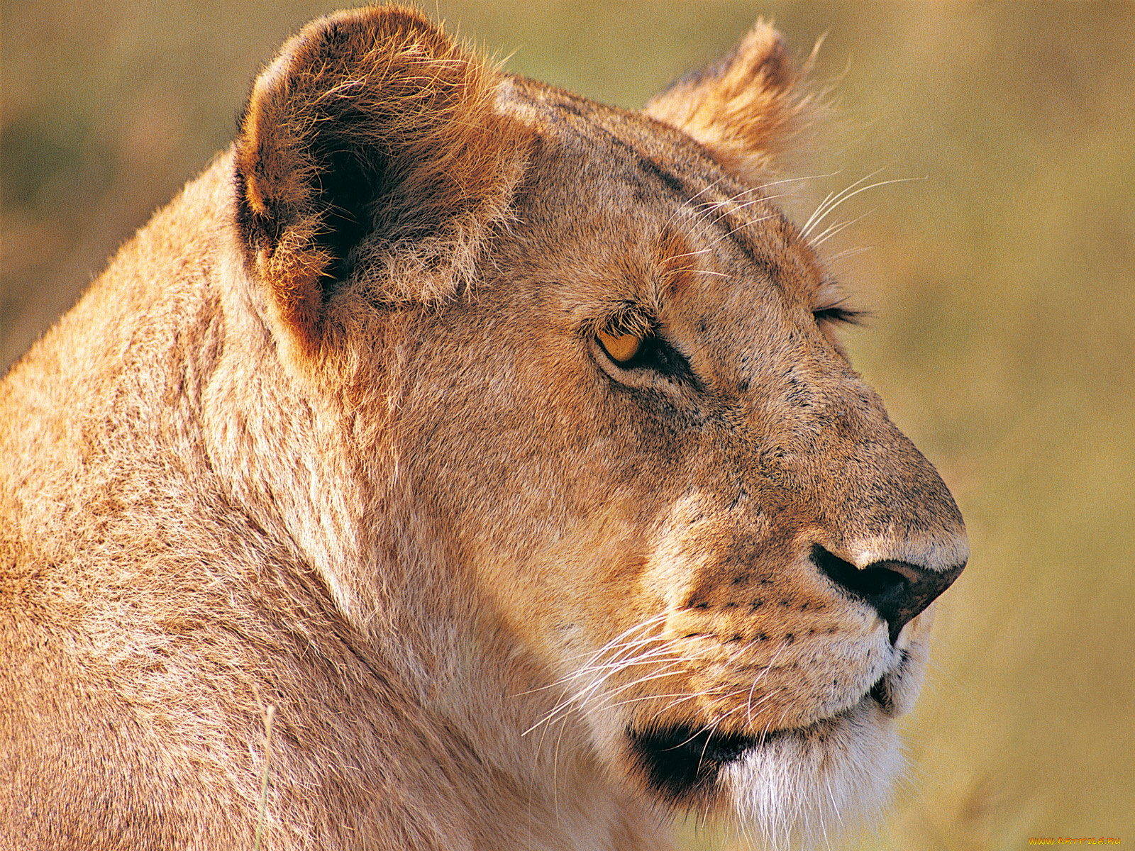 животные, львы