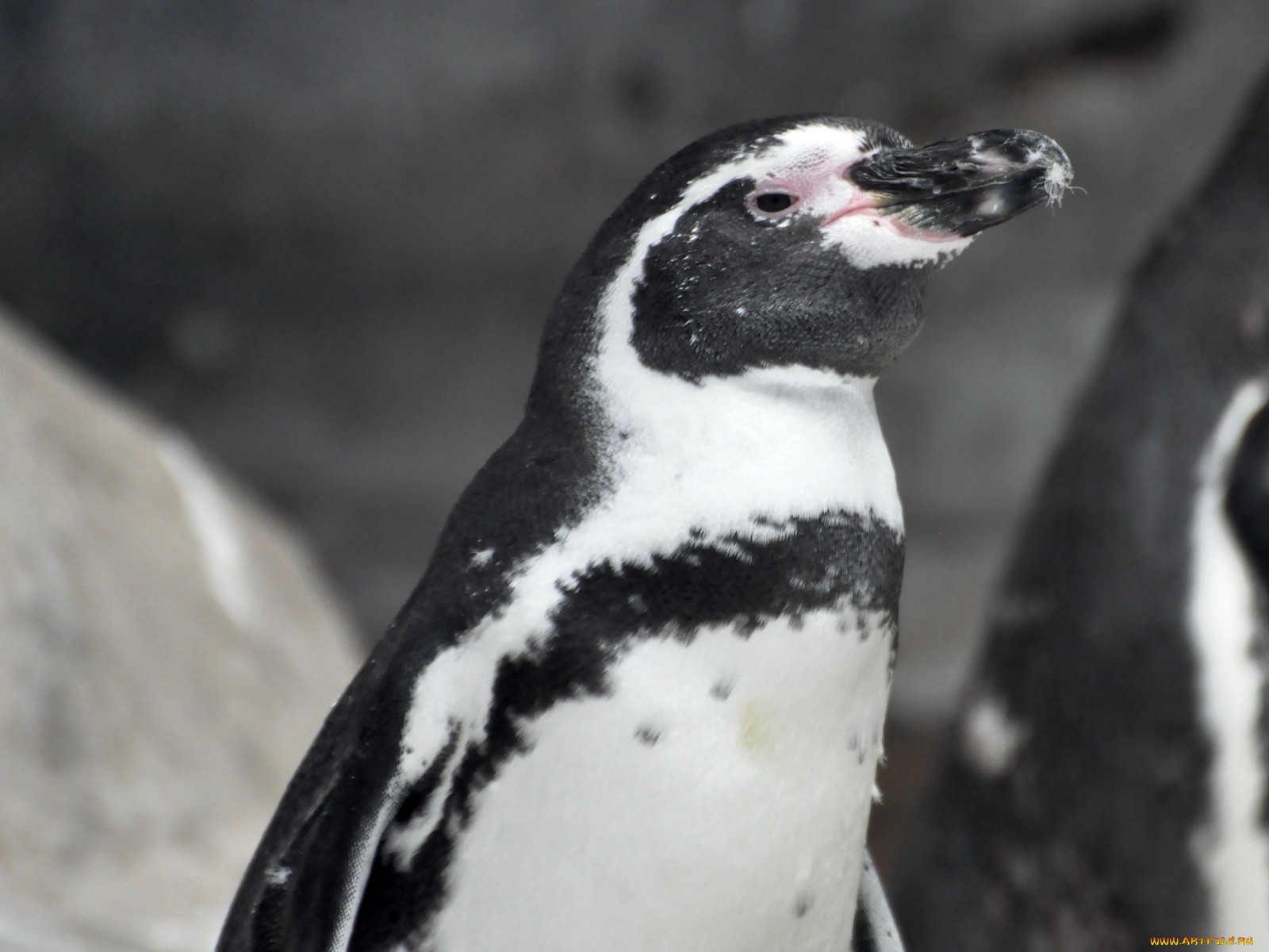 животные, пингвины