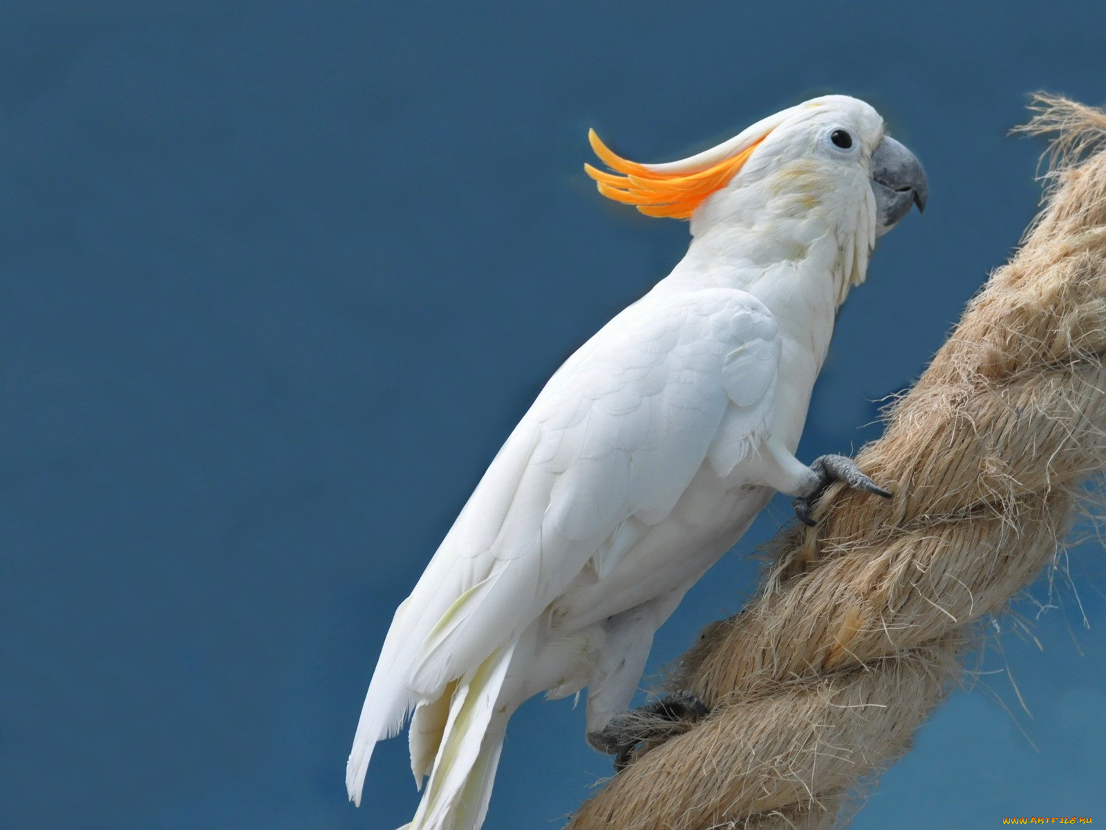 животные, попугаи