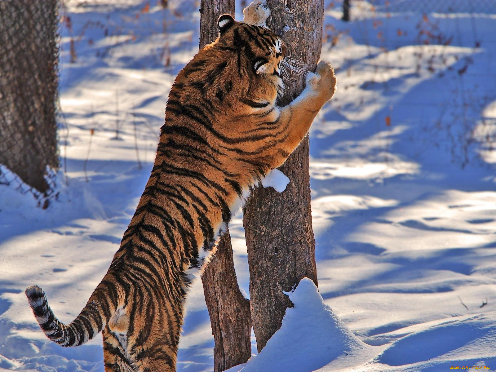 животные, тигры