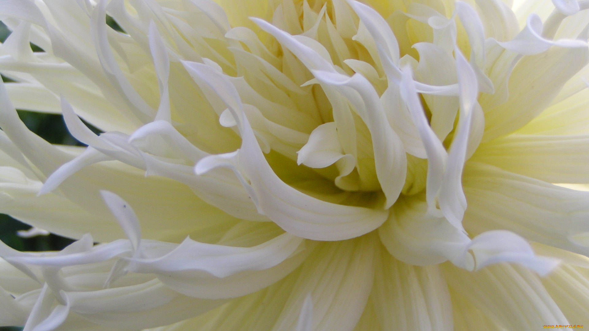 цветы, георгины