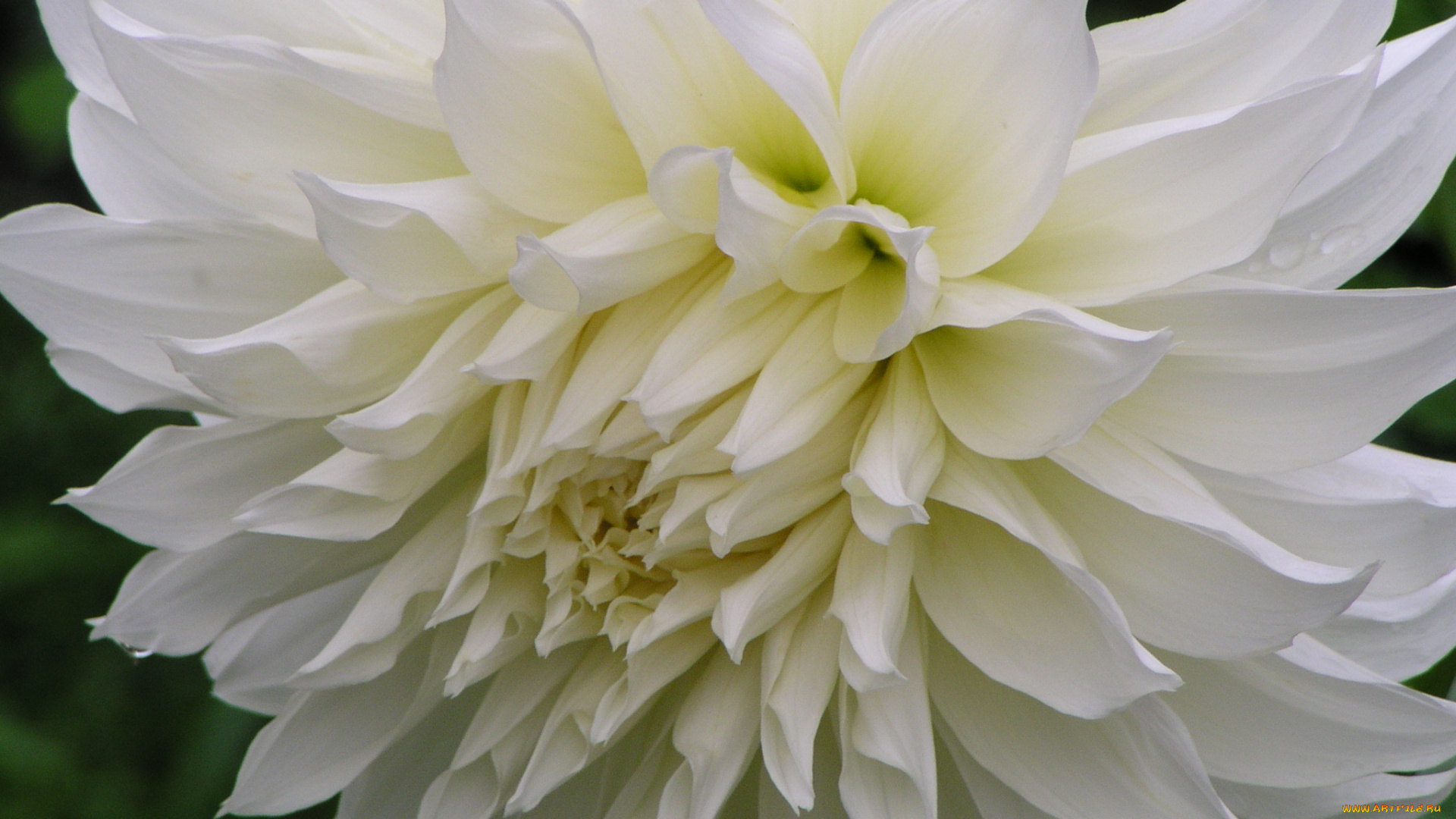 цветы, георгины