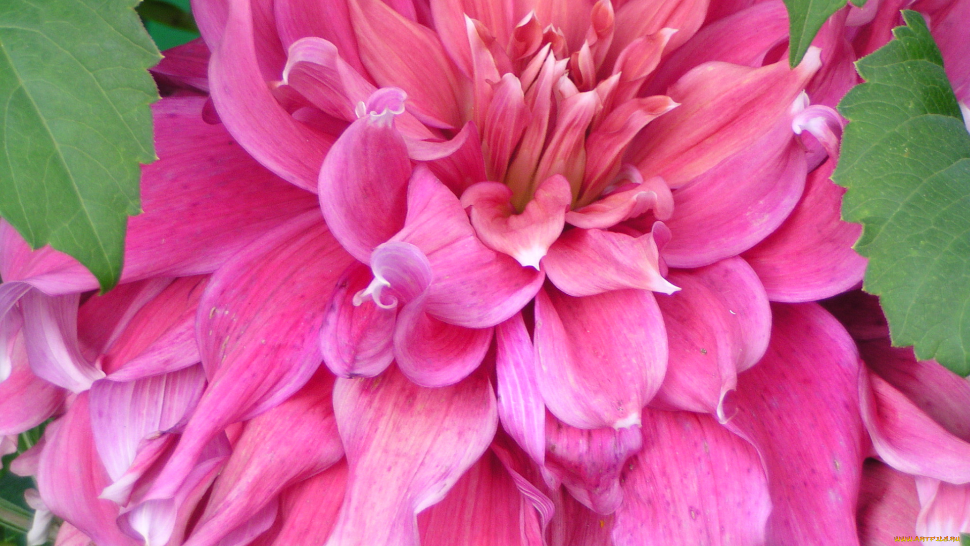 цветы, георгины