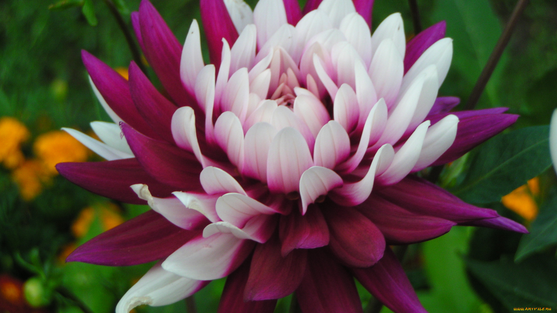 цветы, георгины