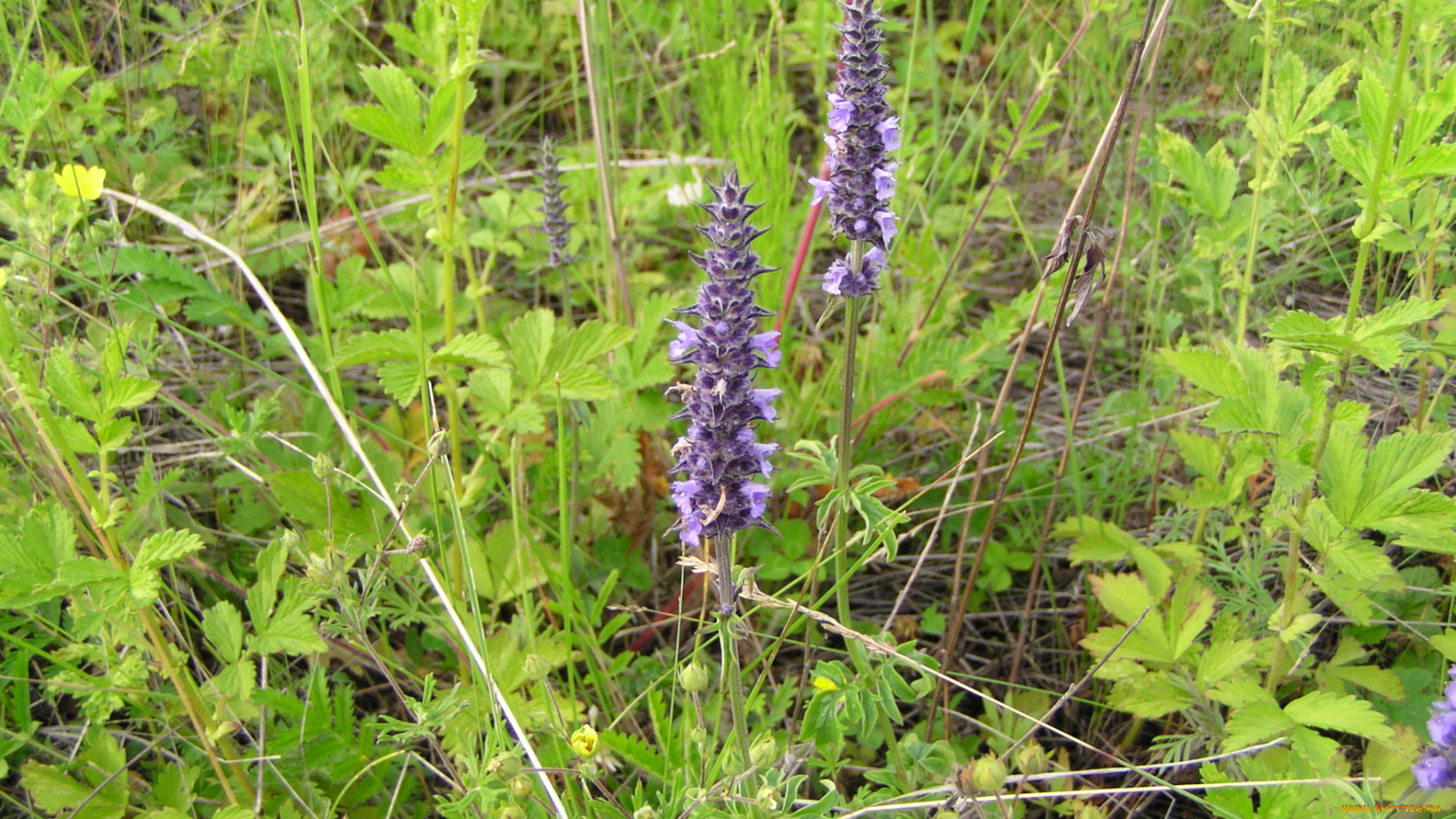 цветы, луговые, полевые