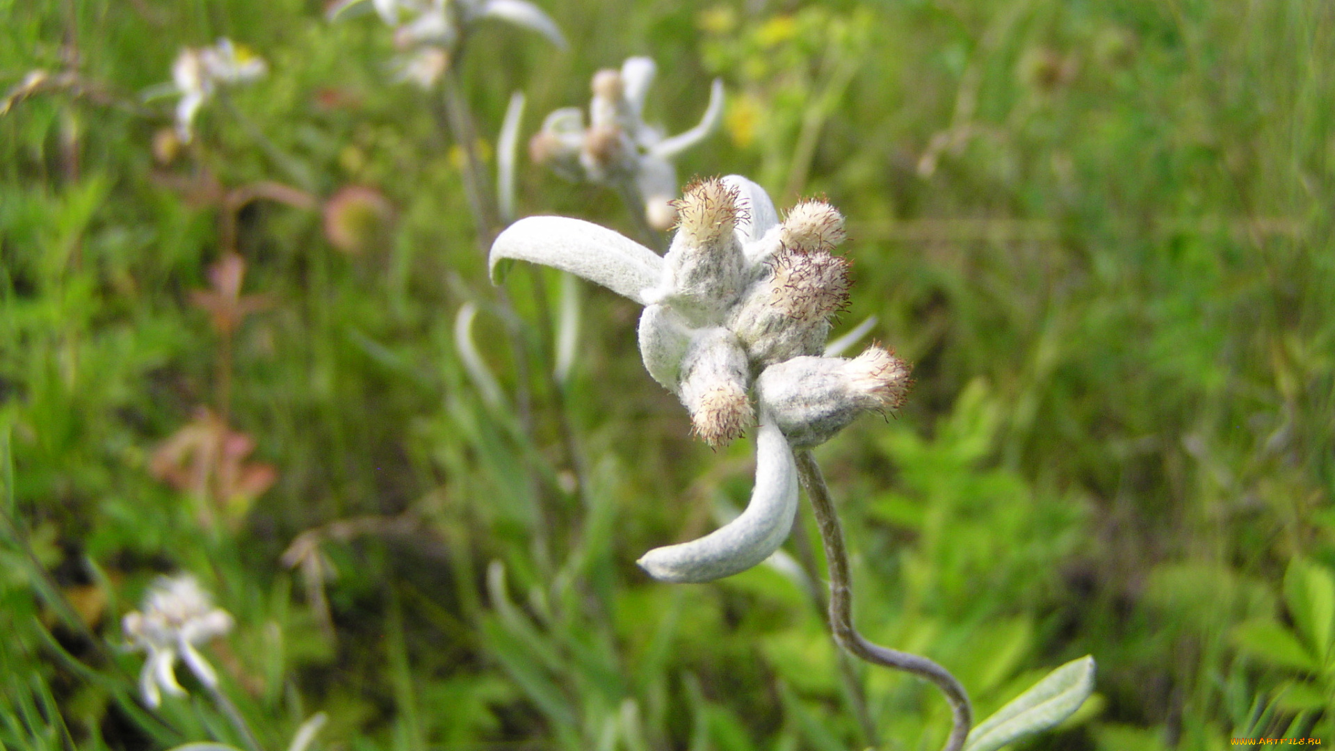 цветы, луговые, полевые