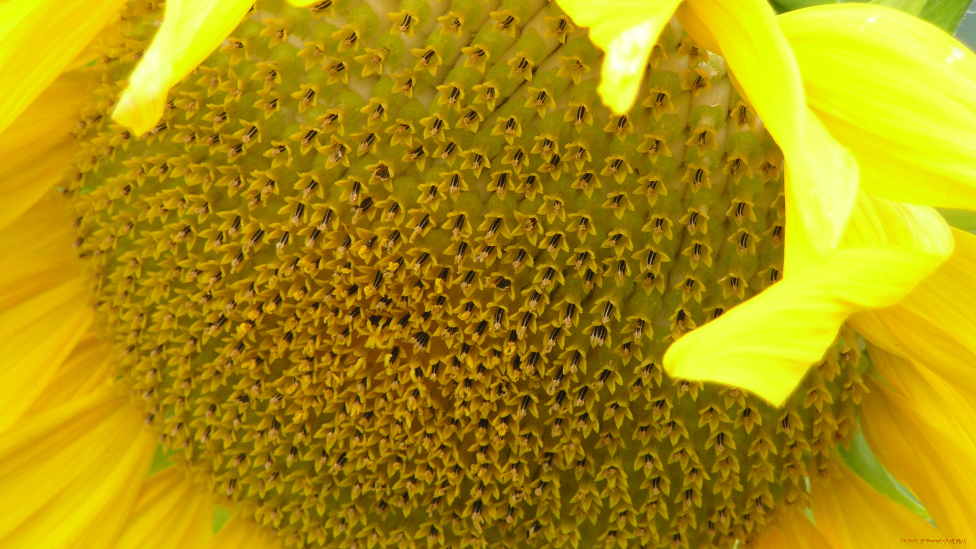 цветы, подсолнухи