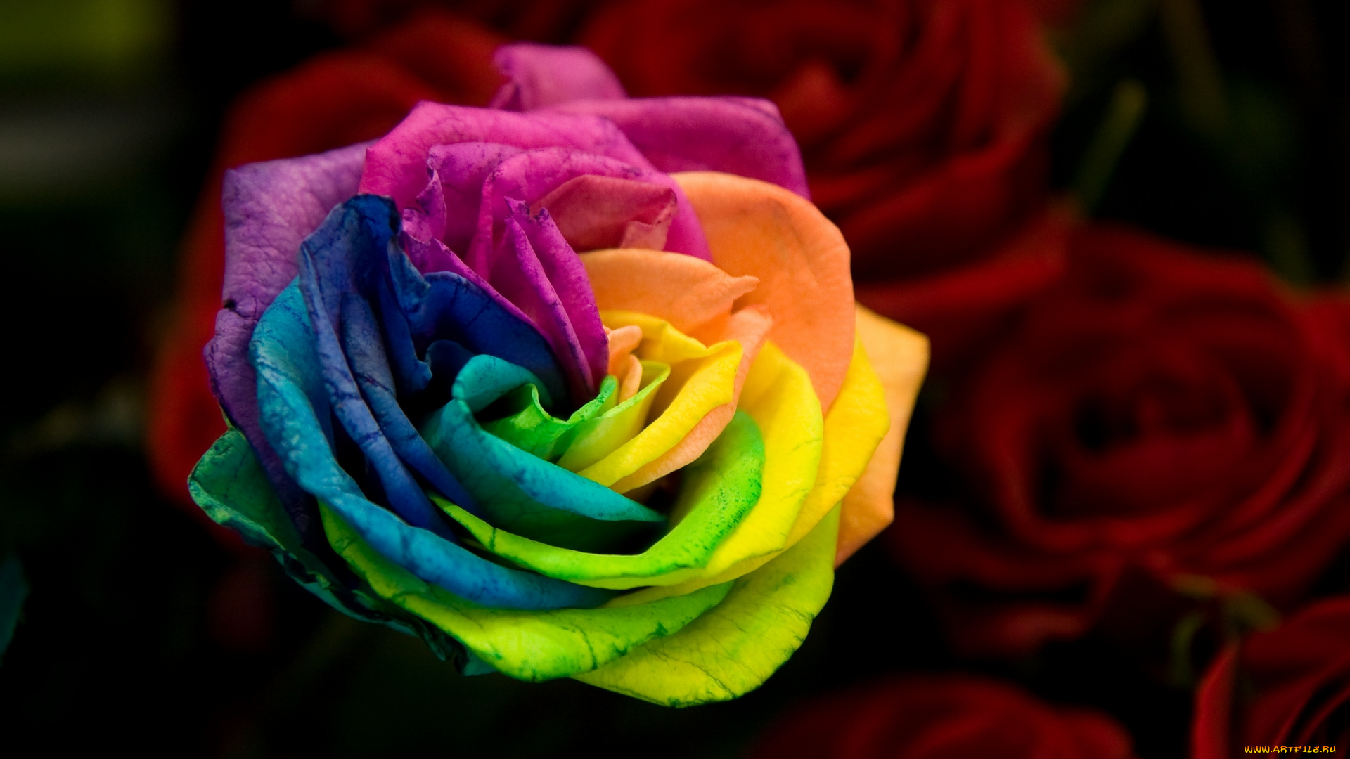 цветы, розы