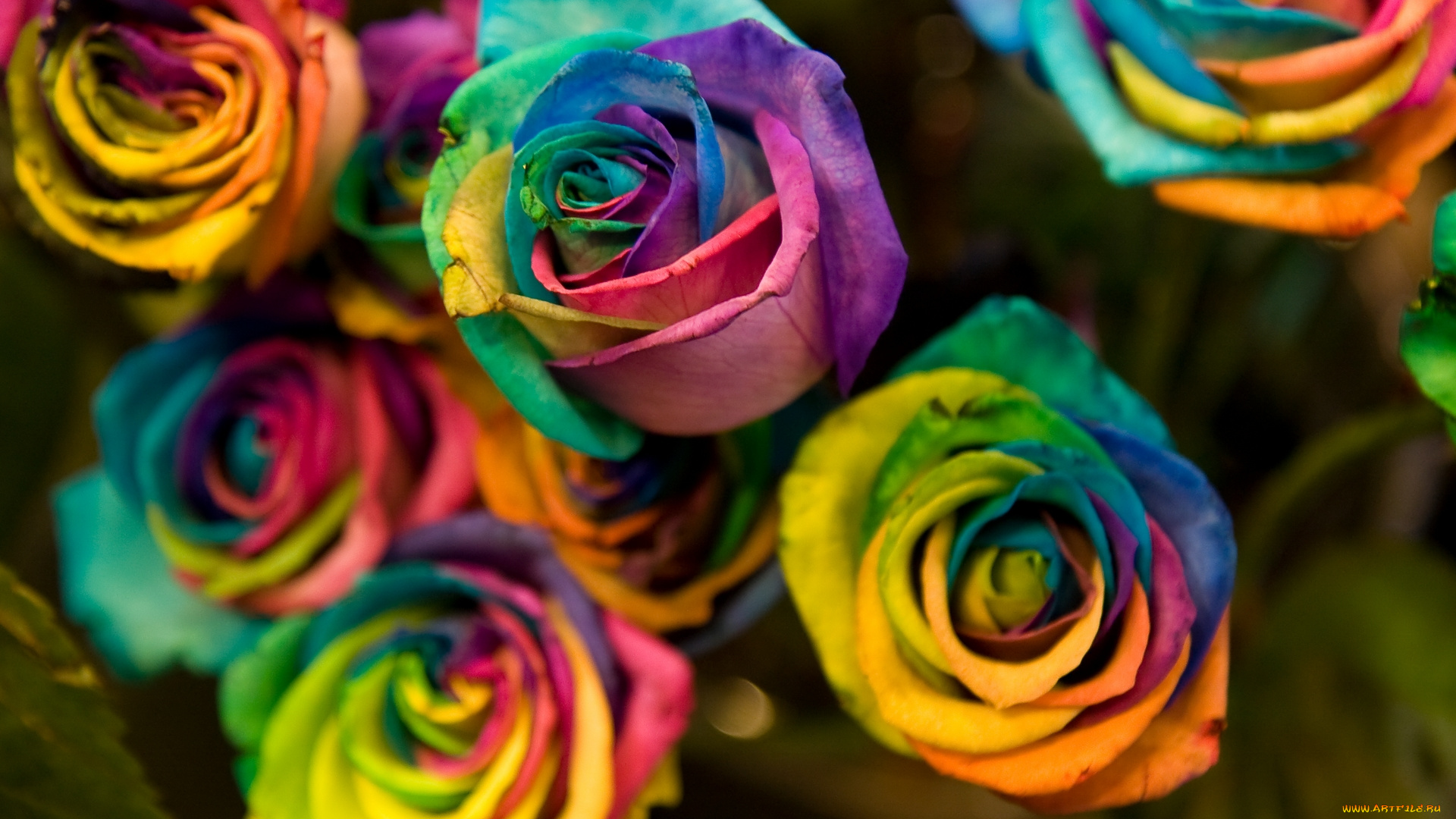 цветы, розы