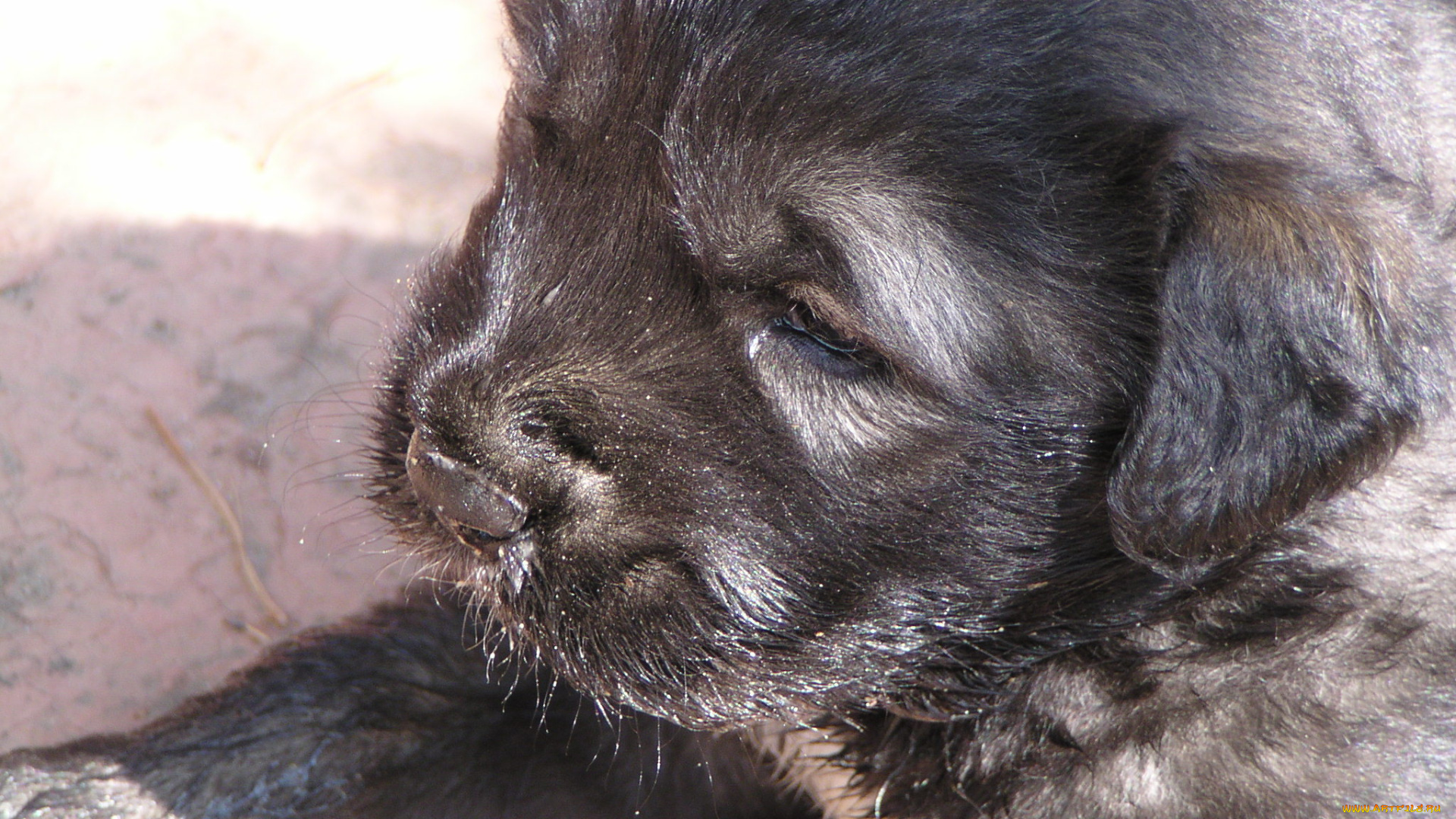 кавказская, овчарка, животные, собаки