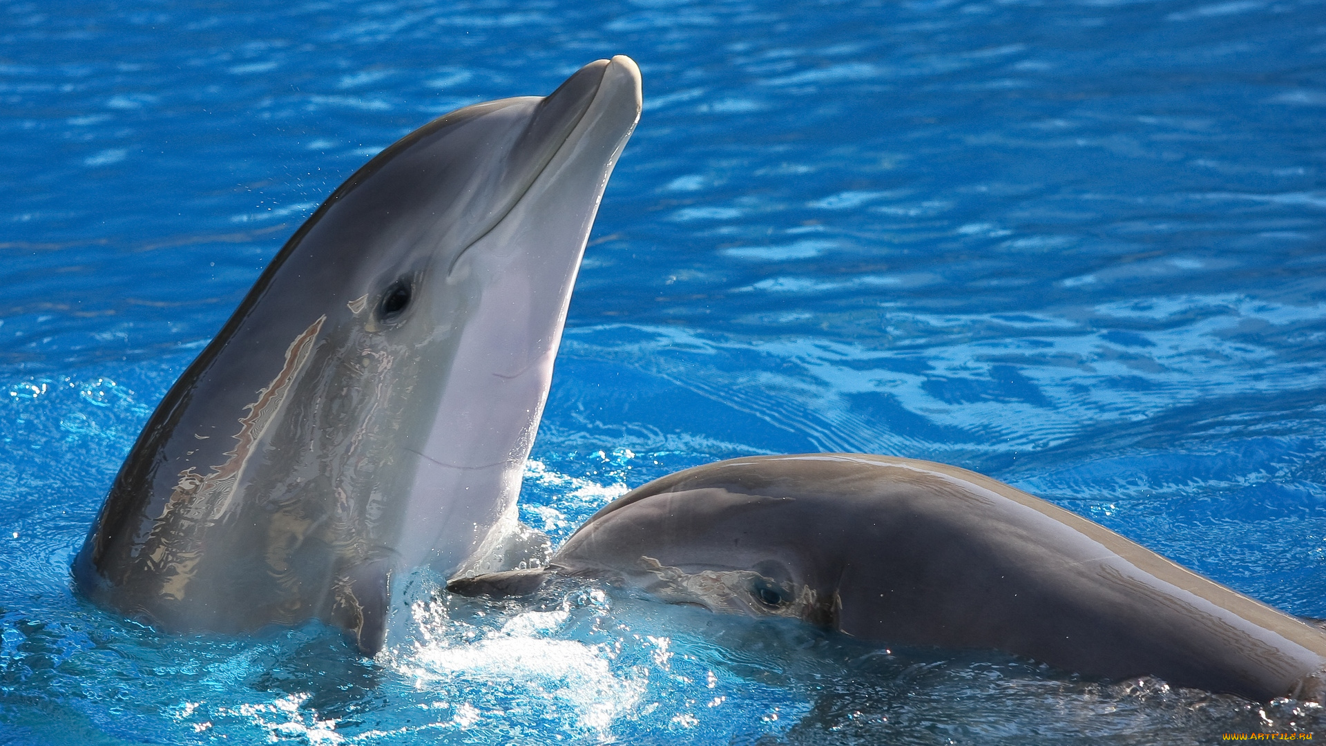 животные, дельфины