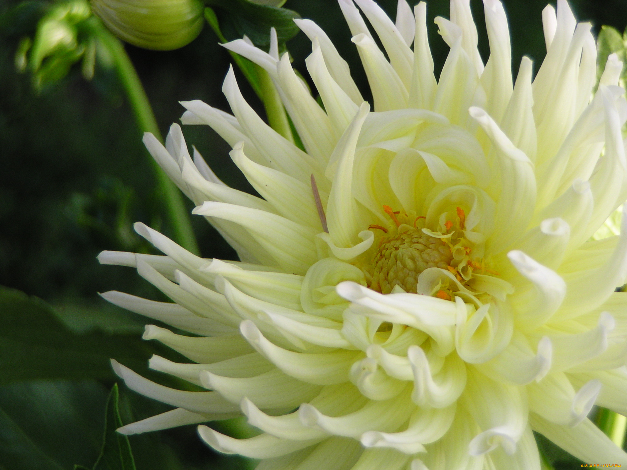 цветы, георгины