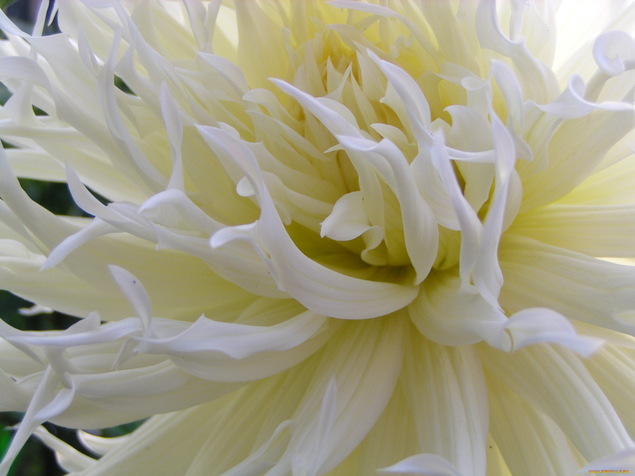 цветы, георгины