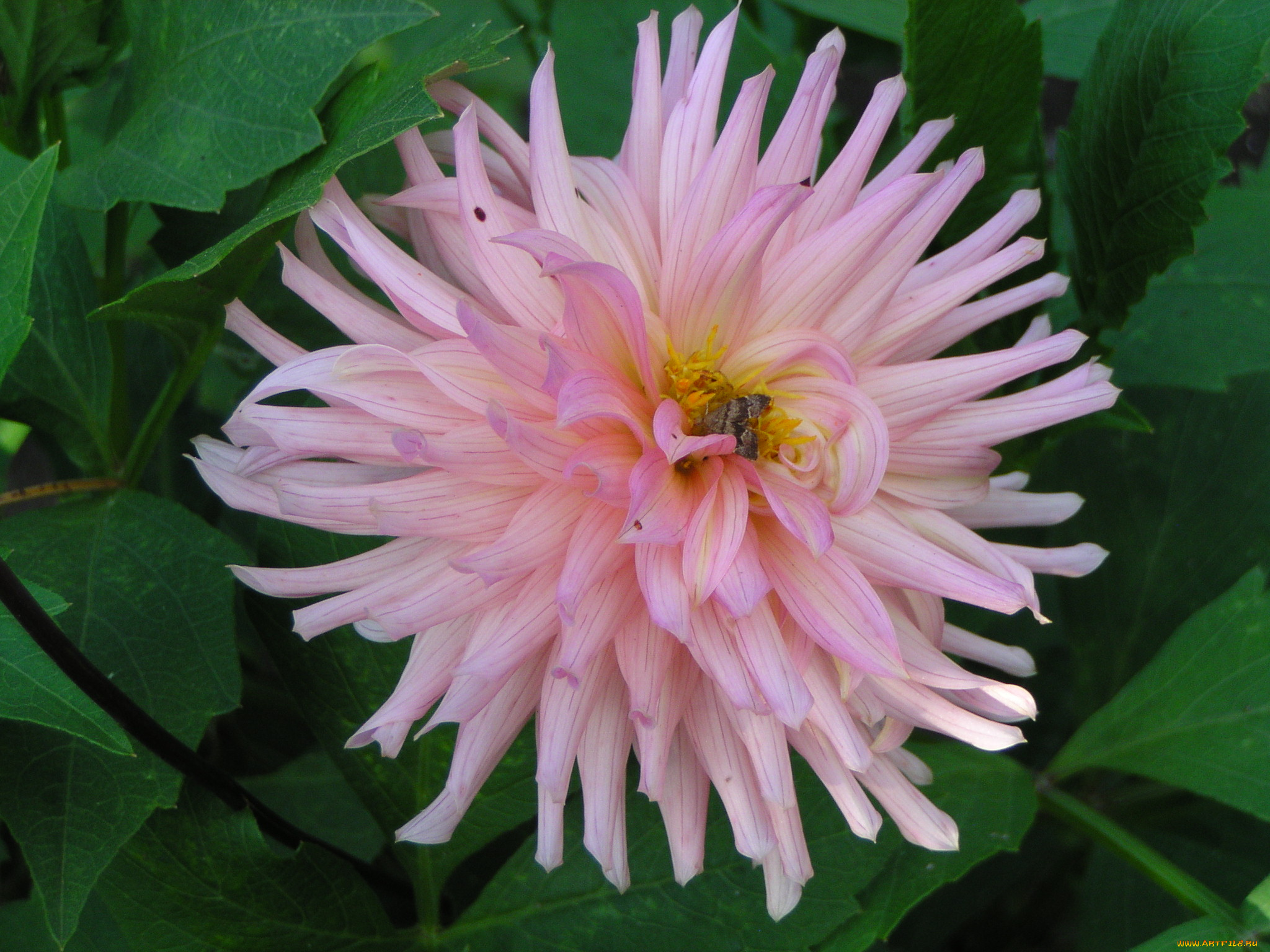 цветы, георгины