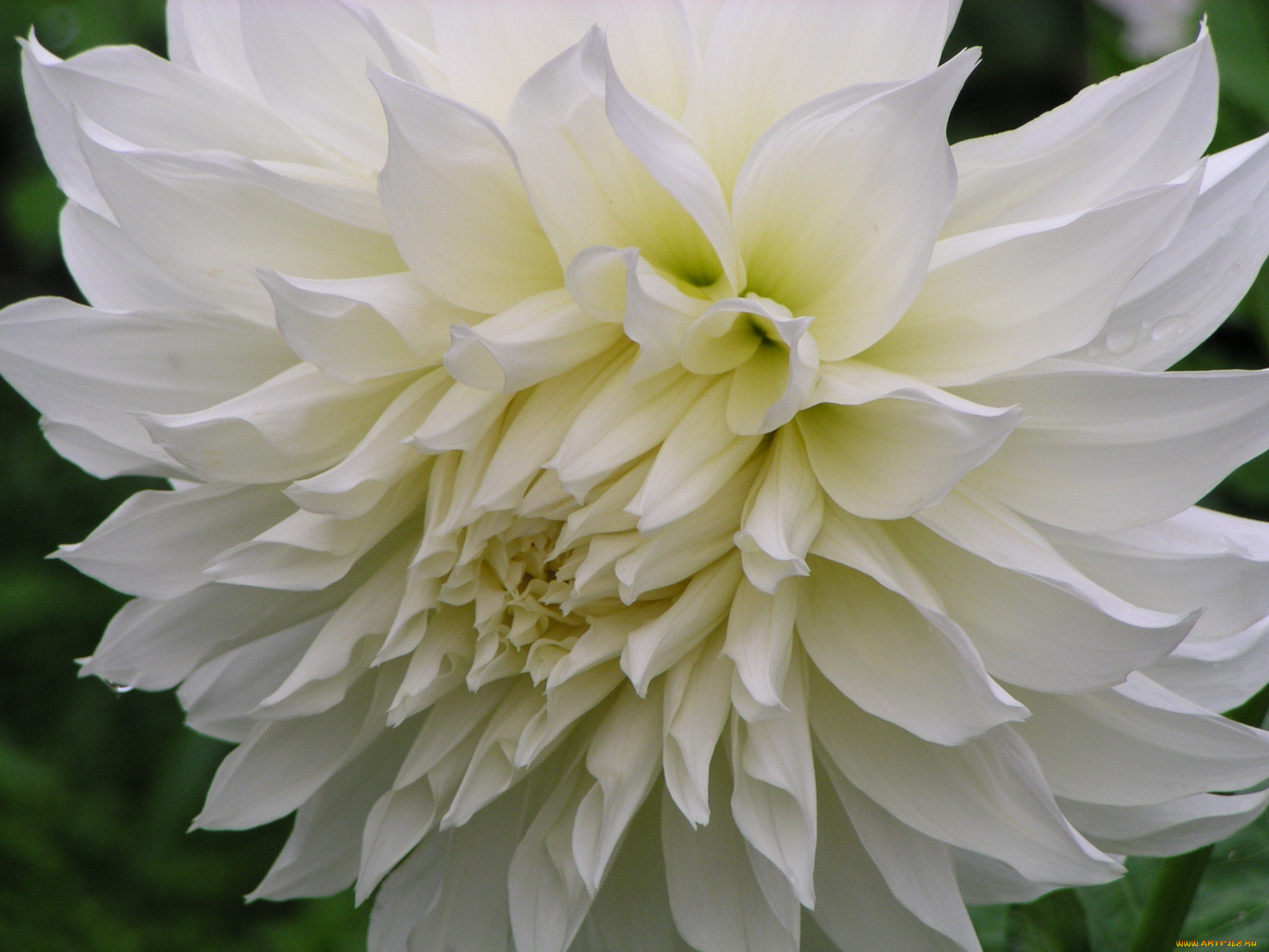 цветы, георгины