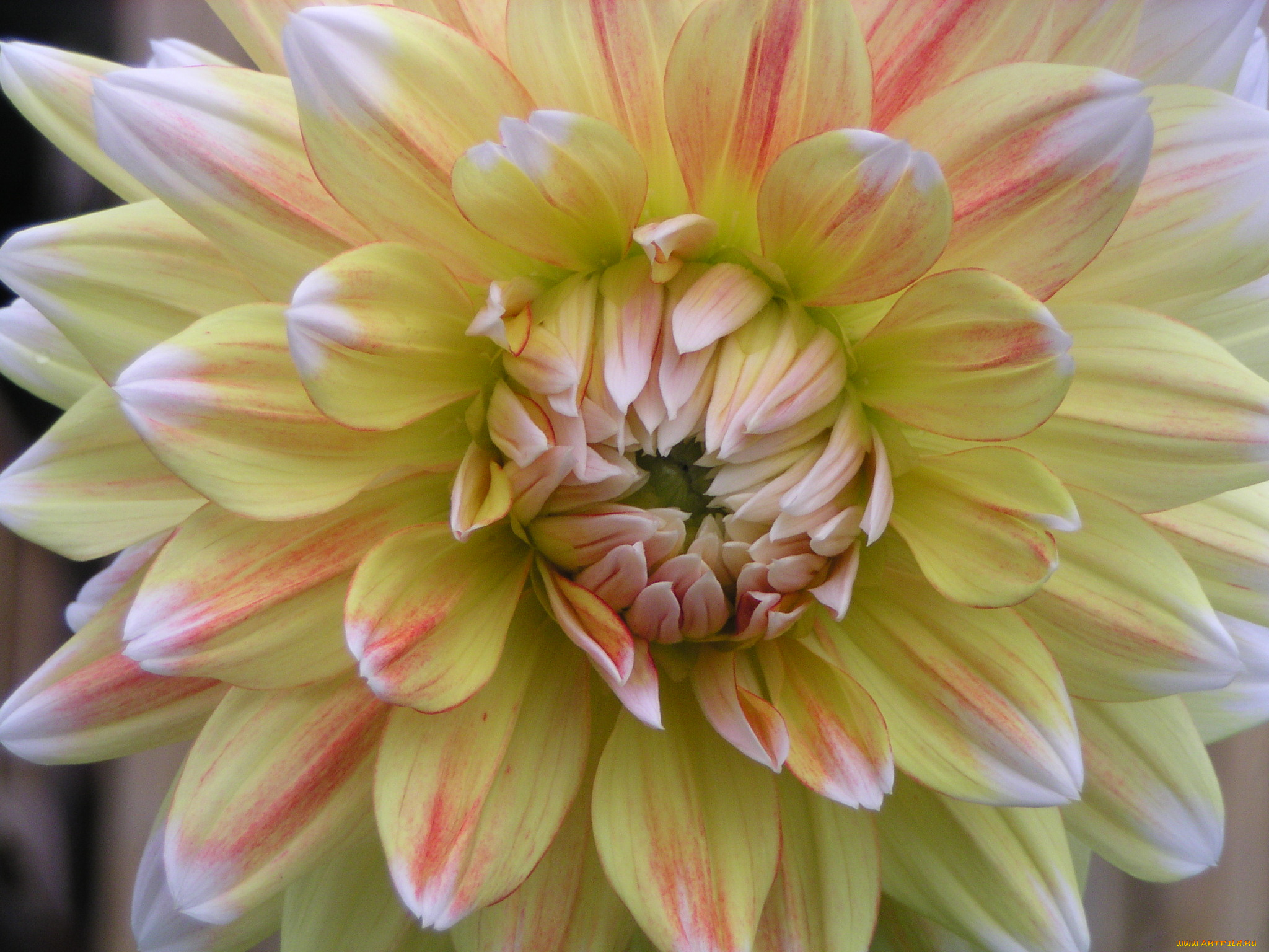 цветы, георгины