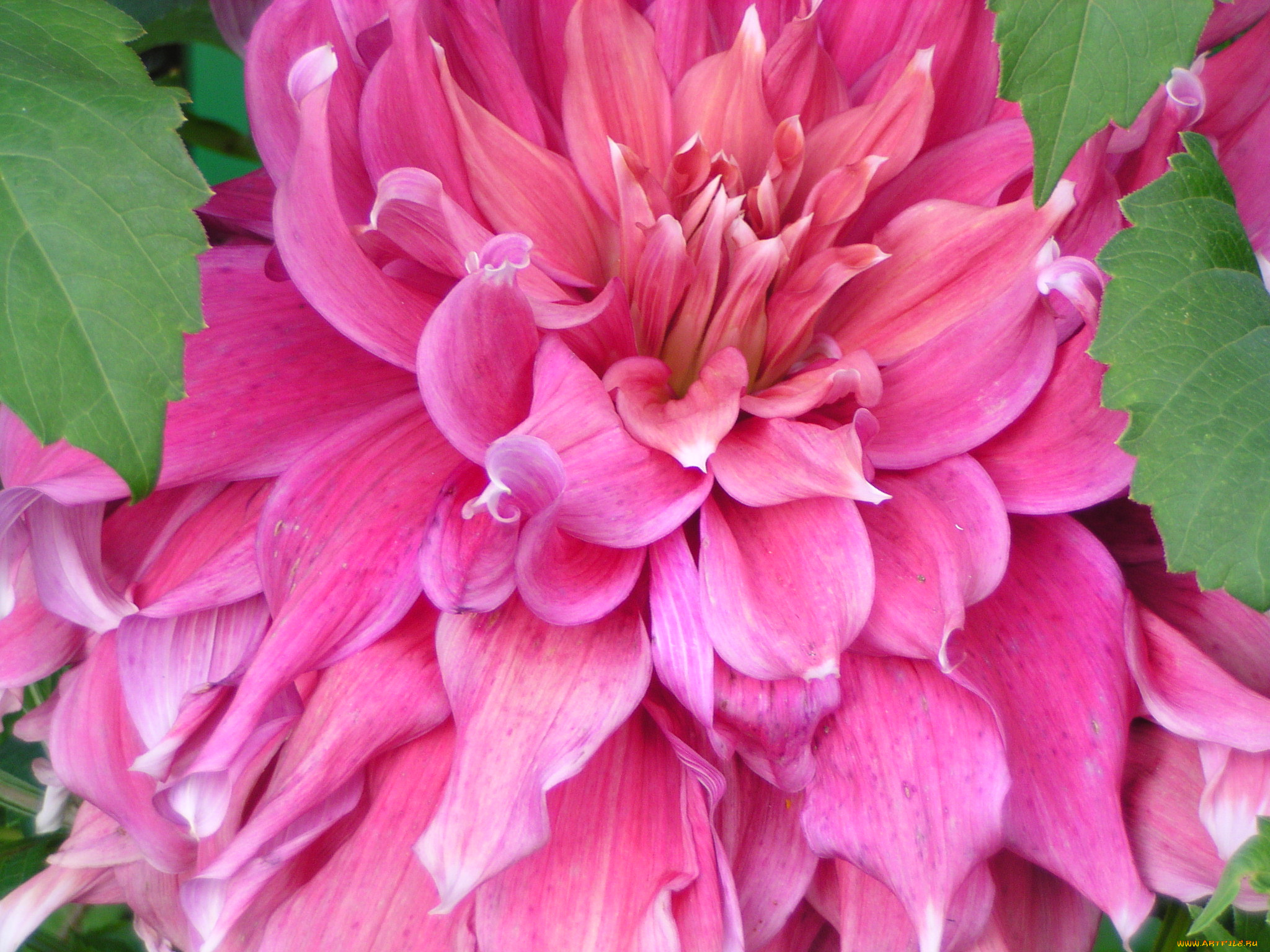 цветы, георгины