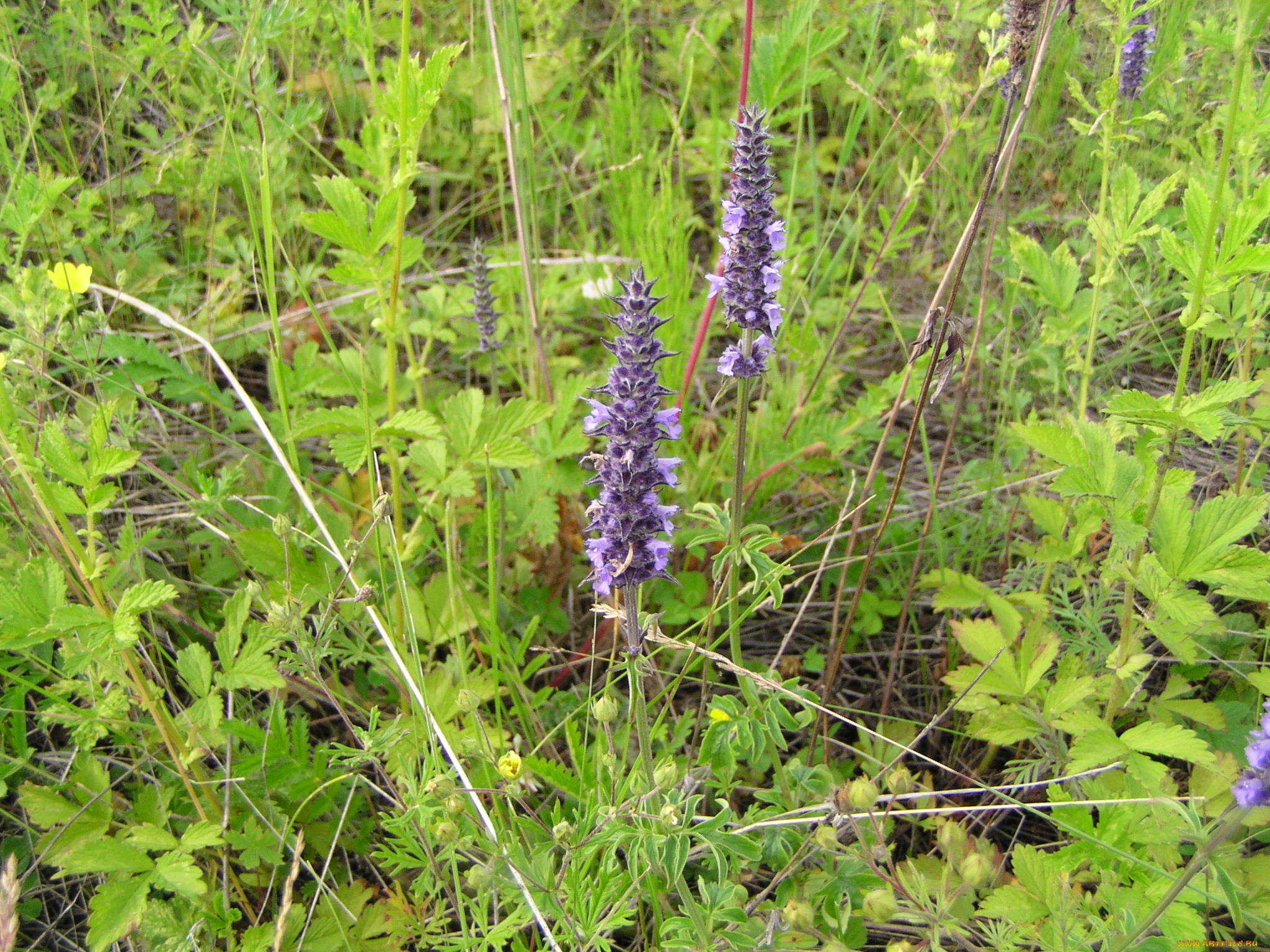 цветы, луговые, полевые