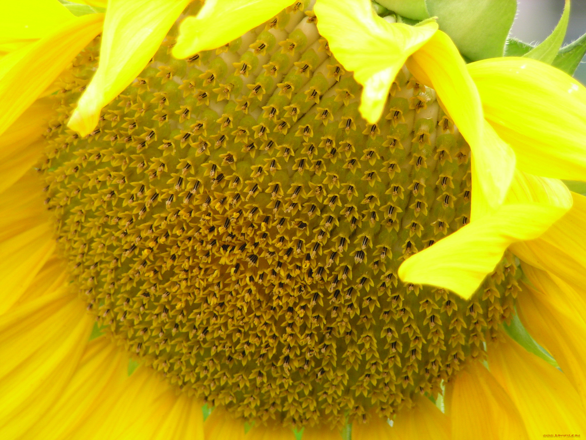 цветы, подсолнухи