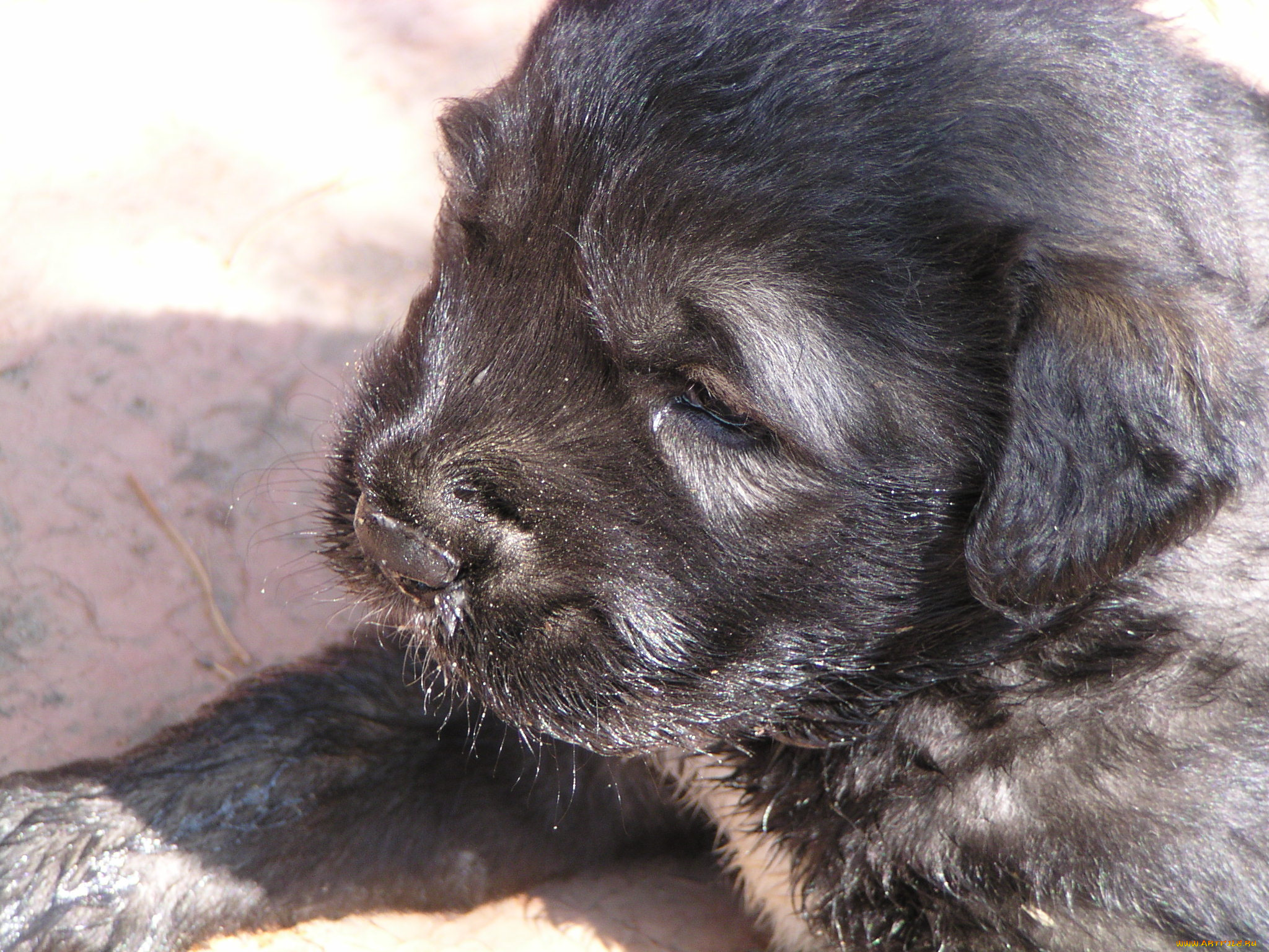 кавказская, овчарка, животные, собаки