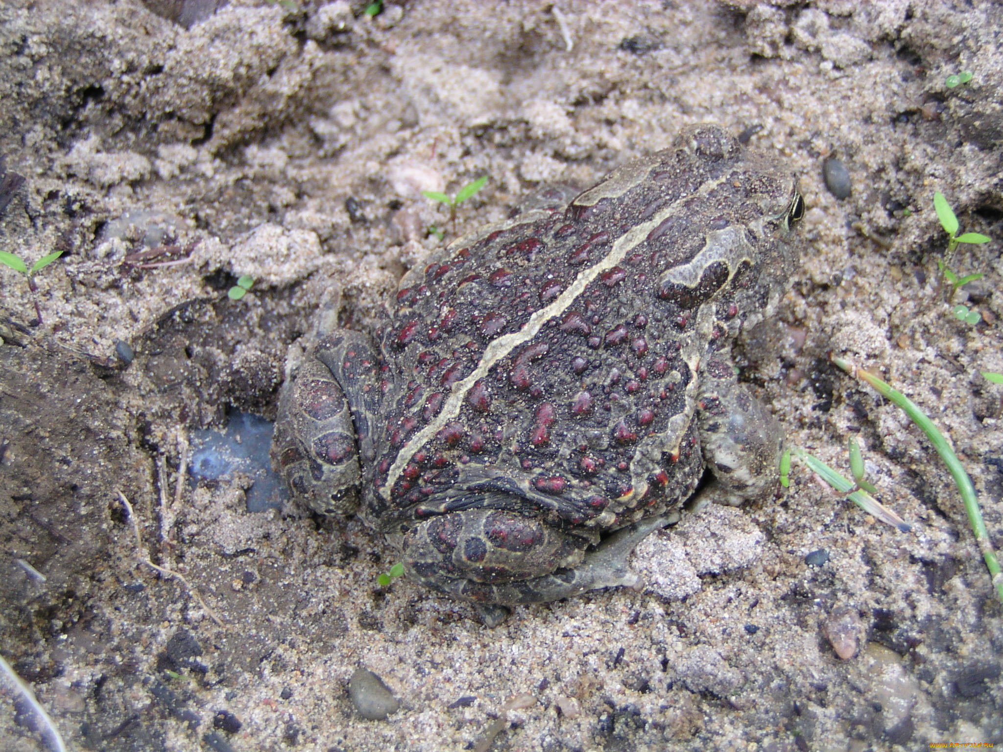 животные, лягушки