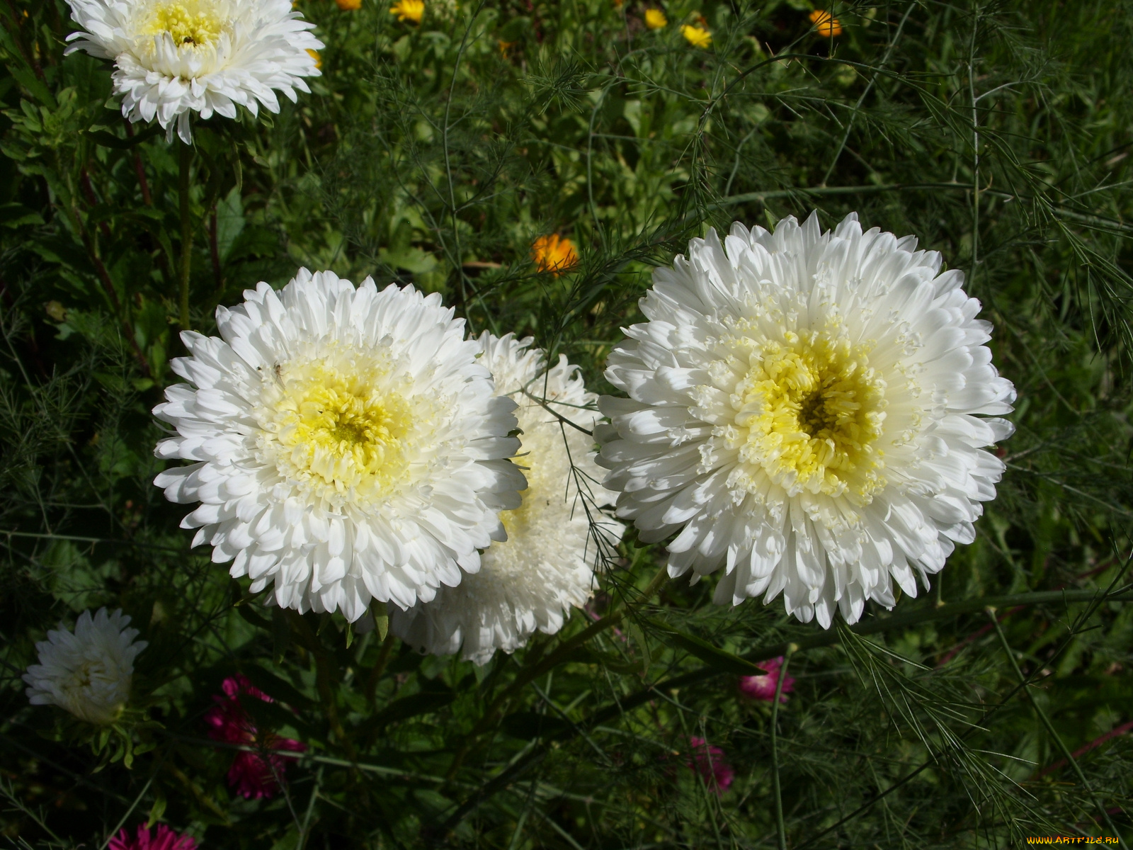 цветы, астры