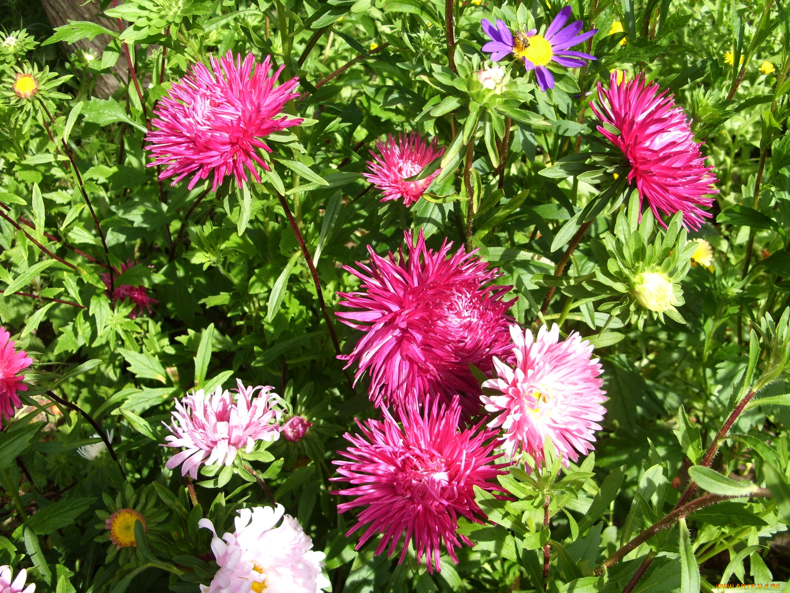 цветы, астры