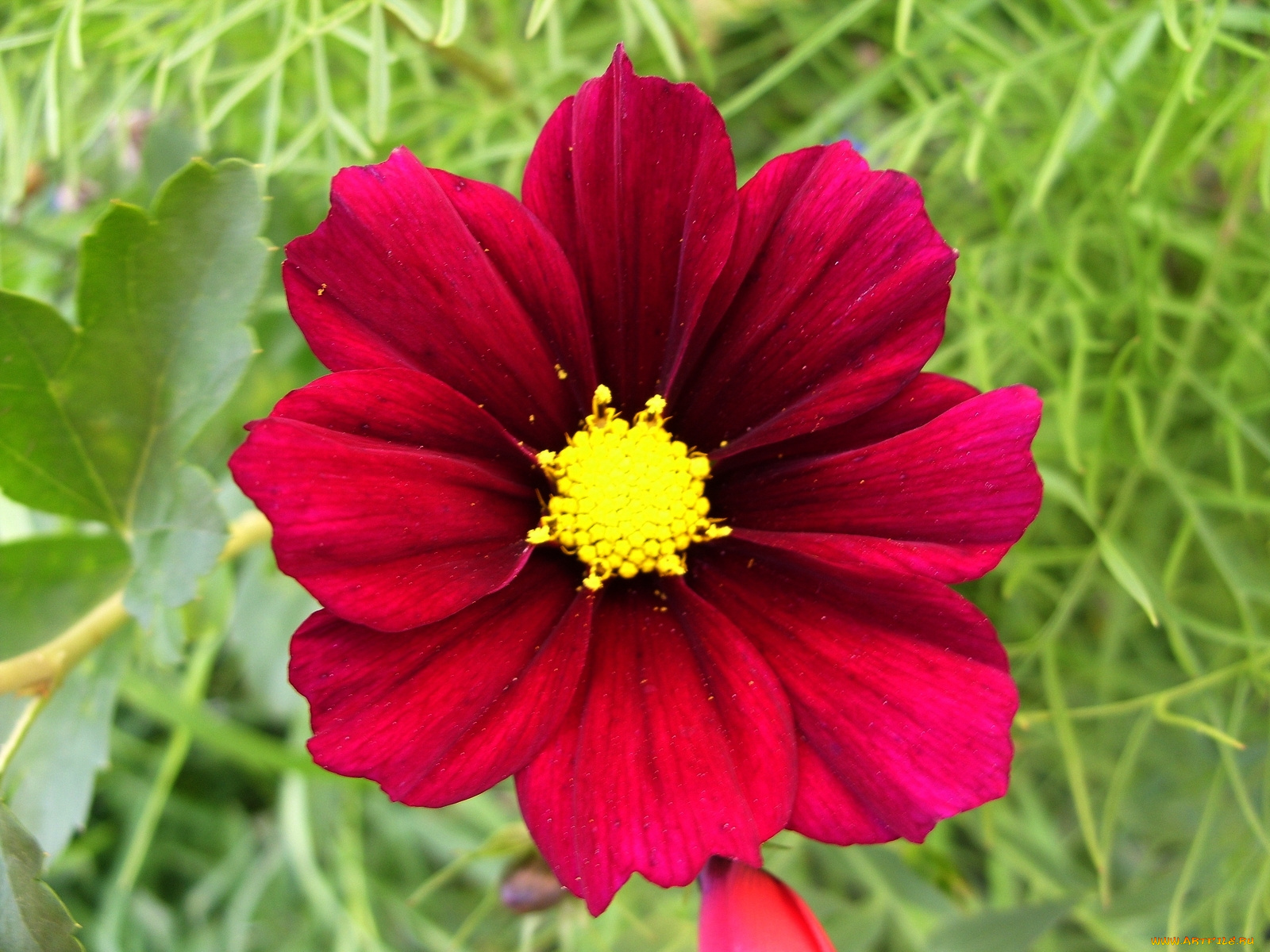 цветы, космея