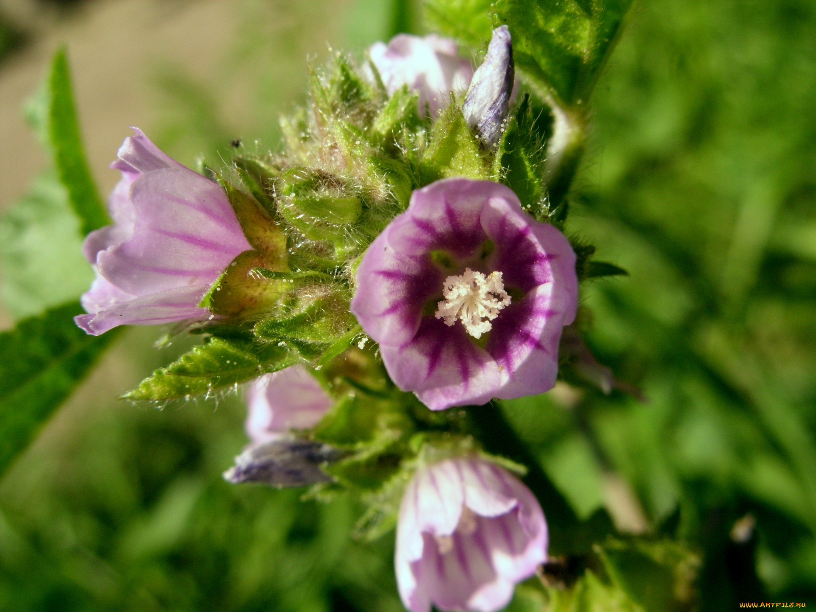 цветы, луговые, полевые