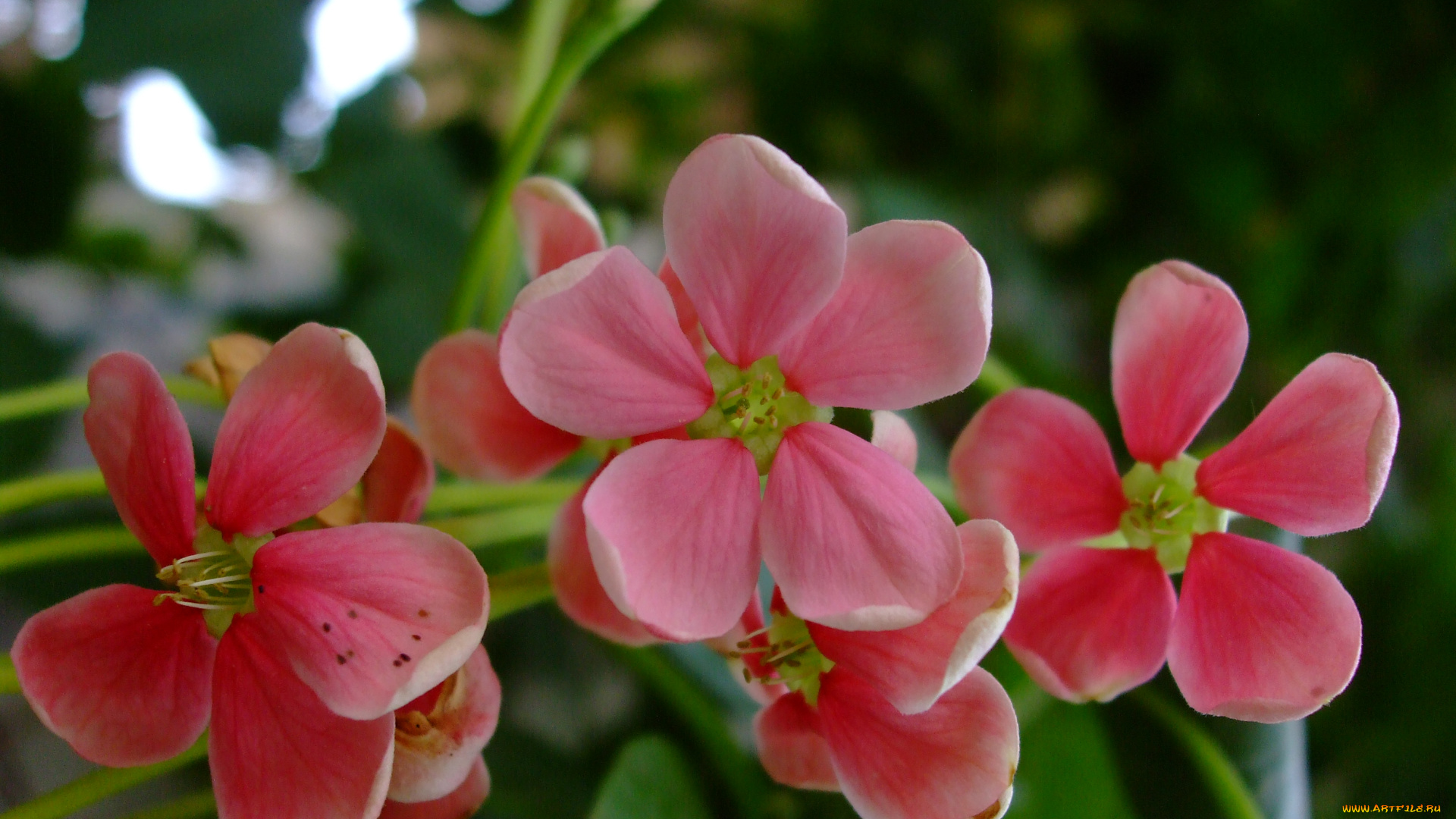 цветы, розовый